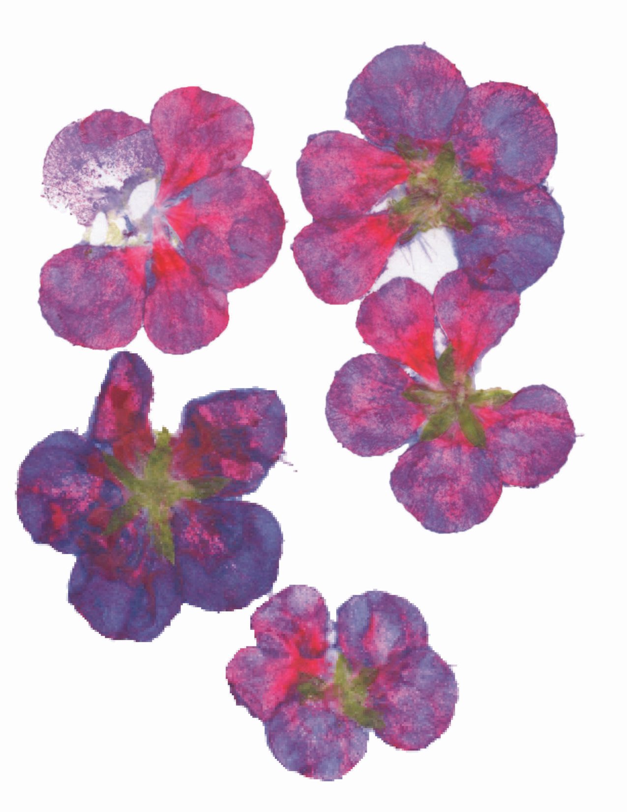 geraniums A2 front.JPG (Copy)