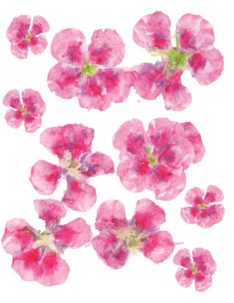 Grandma's+pink+geraniums+front.jpg
