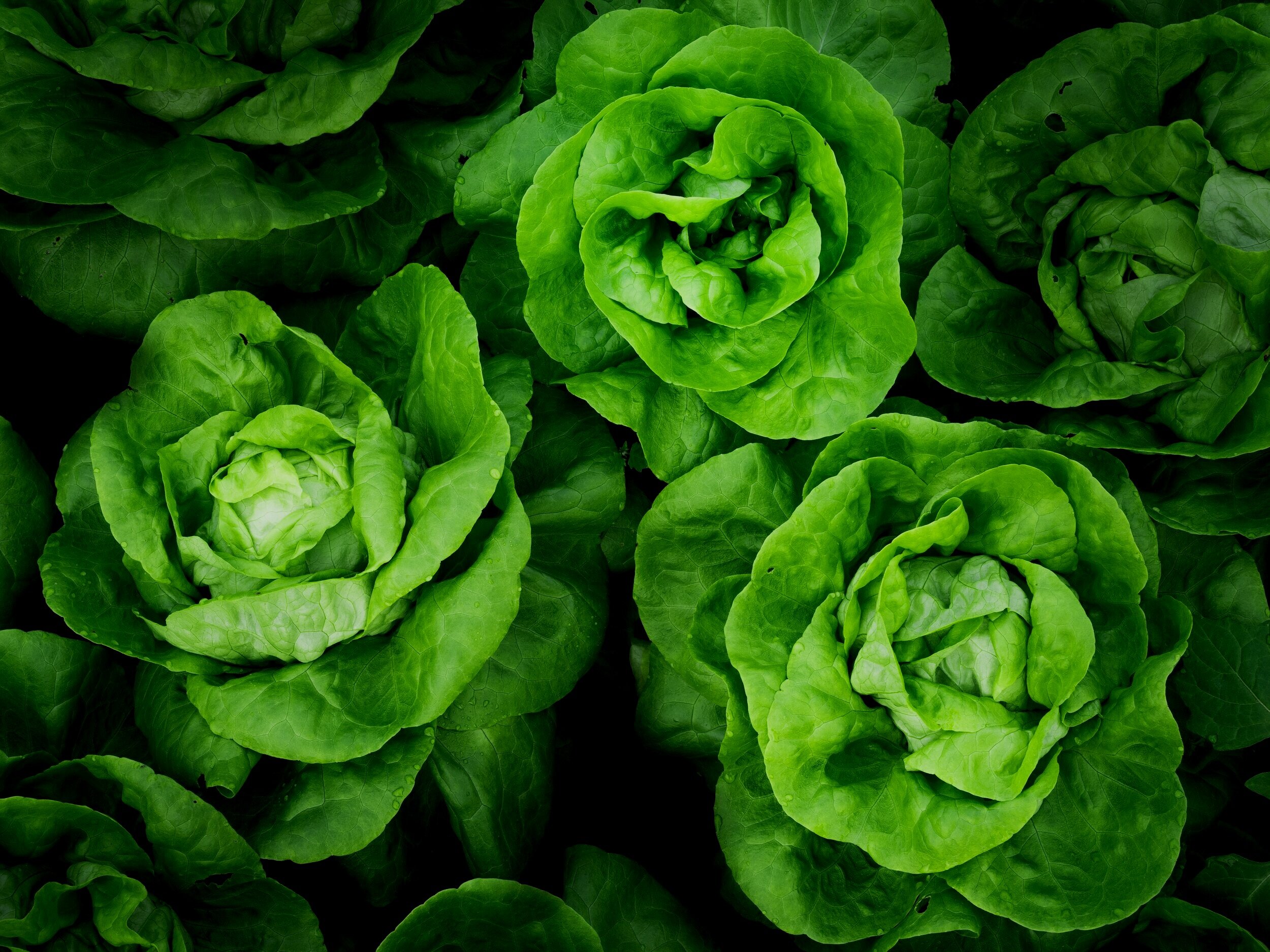 Lowe's Farm Shop, Byley Ginger and Pickles Tea Rooms and Catering