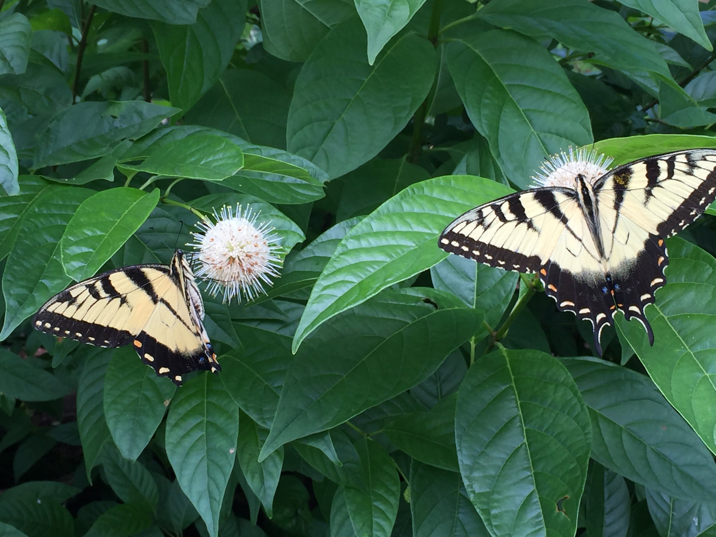  Incorporating natives and deer-resistant varieties 