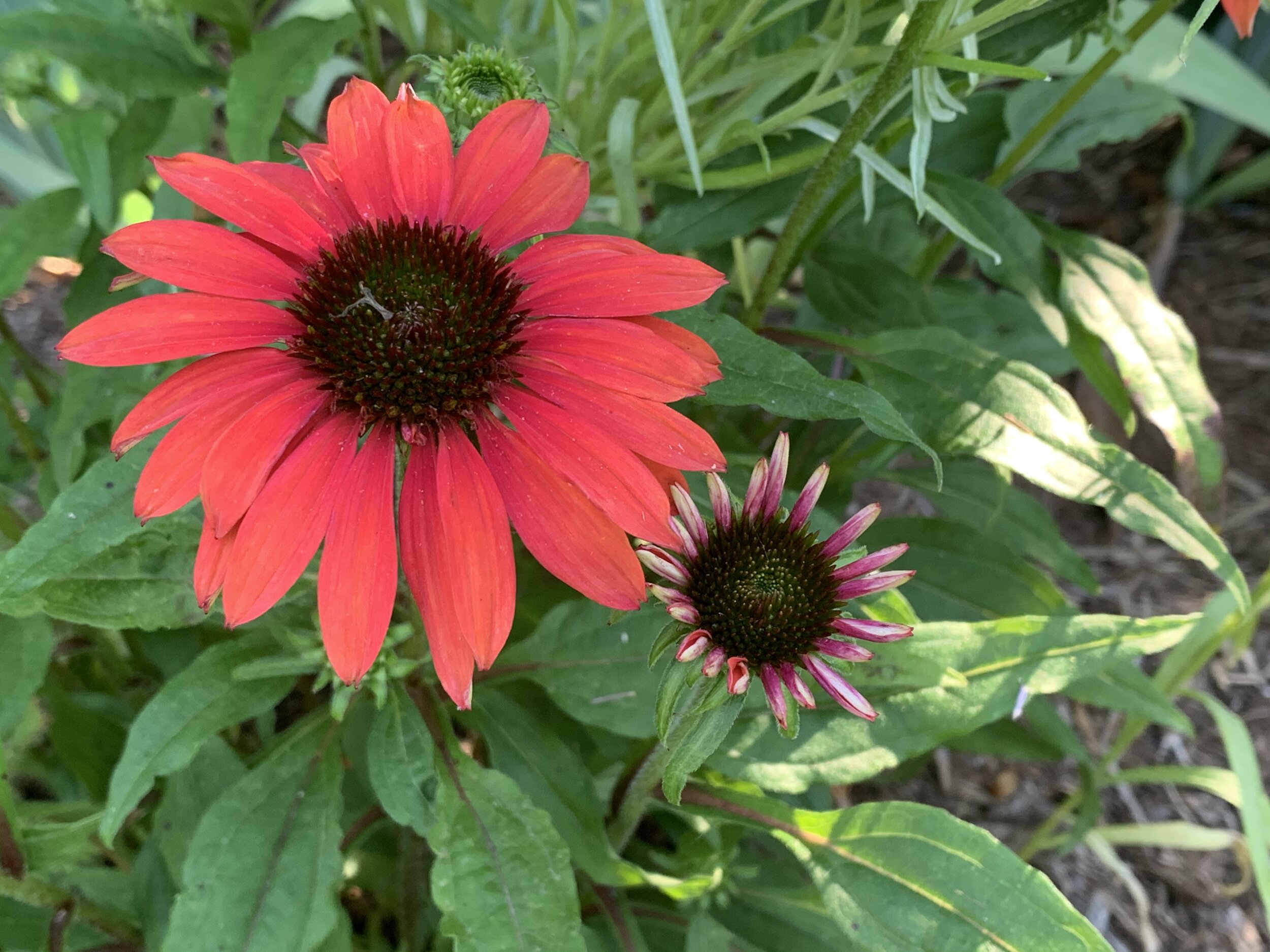  procuring quality varieties of plants from licensed nurseries 