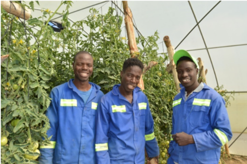 Around mid-February three young men from the Hwange Binga area joined our Habitation of Hope Agro “Skills Training Center. The three are getting skills in horticulture and agronomy. Additionally, they will get some skills from Harare Polytechnic College. Currently they are doing welding.