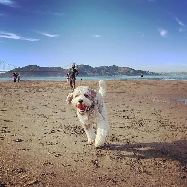 A couple rounds of fetch makes one happy dog! 
#labradoodle #crissyparkdogpark
