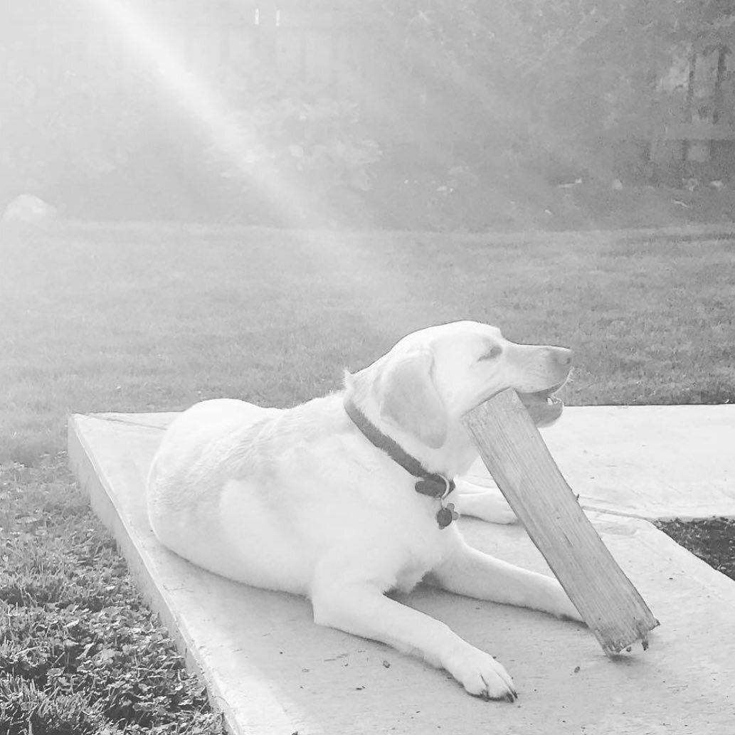 Our sweet, yellow lab, Josie, is no longer with us and we are heartbroken 💔 The last decade was packed full of special memories with this pup and we will miss her so much! 🐾