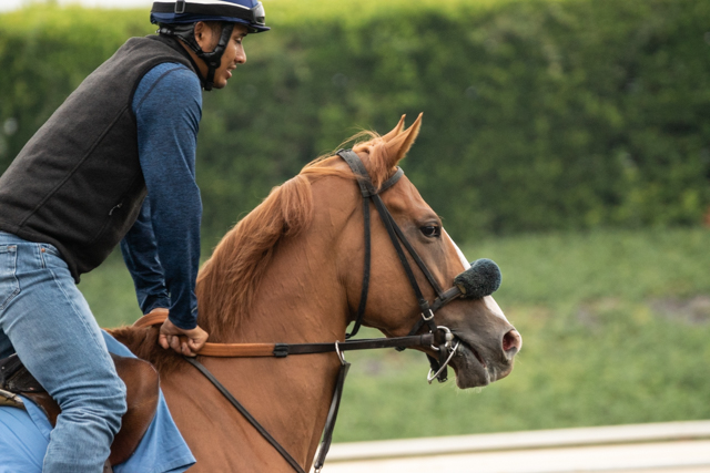 santa anita 1-0234.jpg