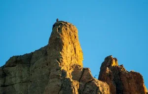 Golden Eagle at Smith Rock State Park