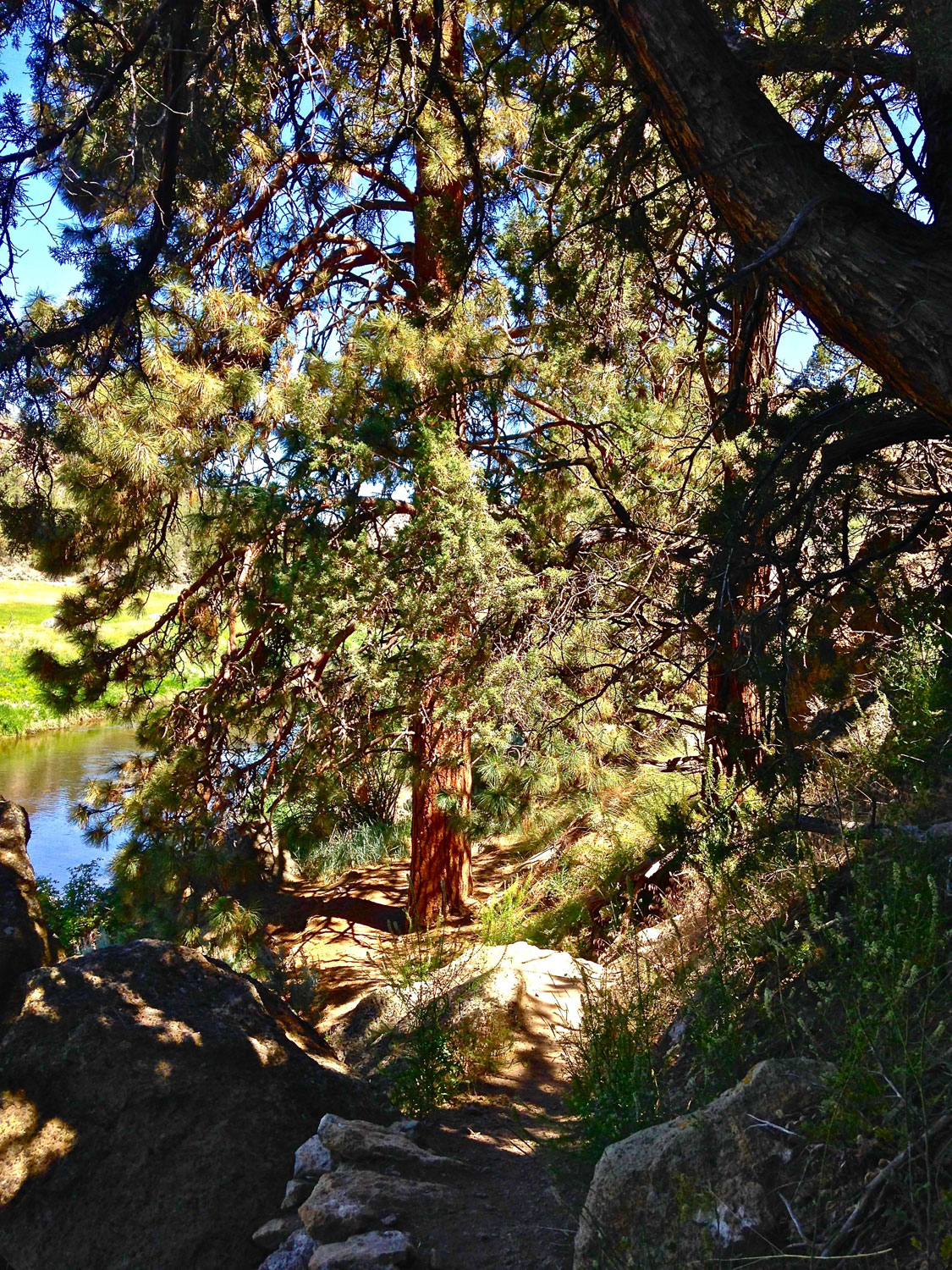 Shade trees along the River Trail keep it cool on the hot days of summertime at Smith Rock State Park.