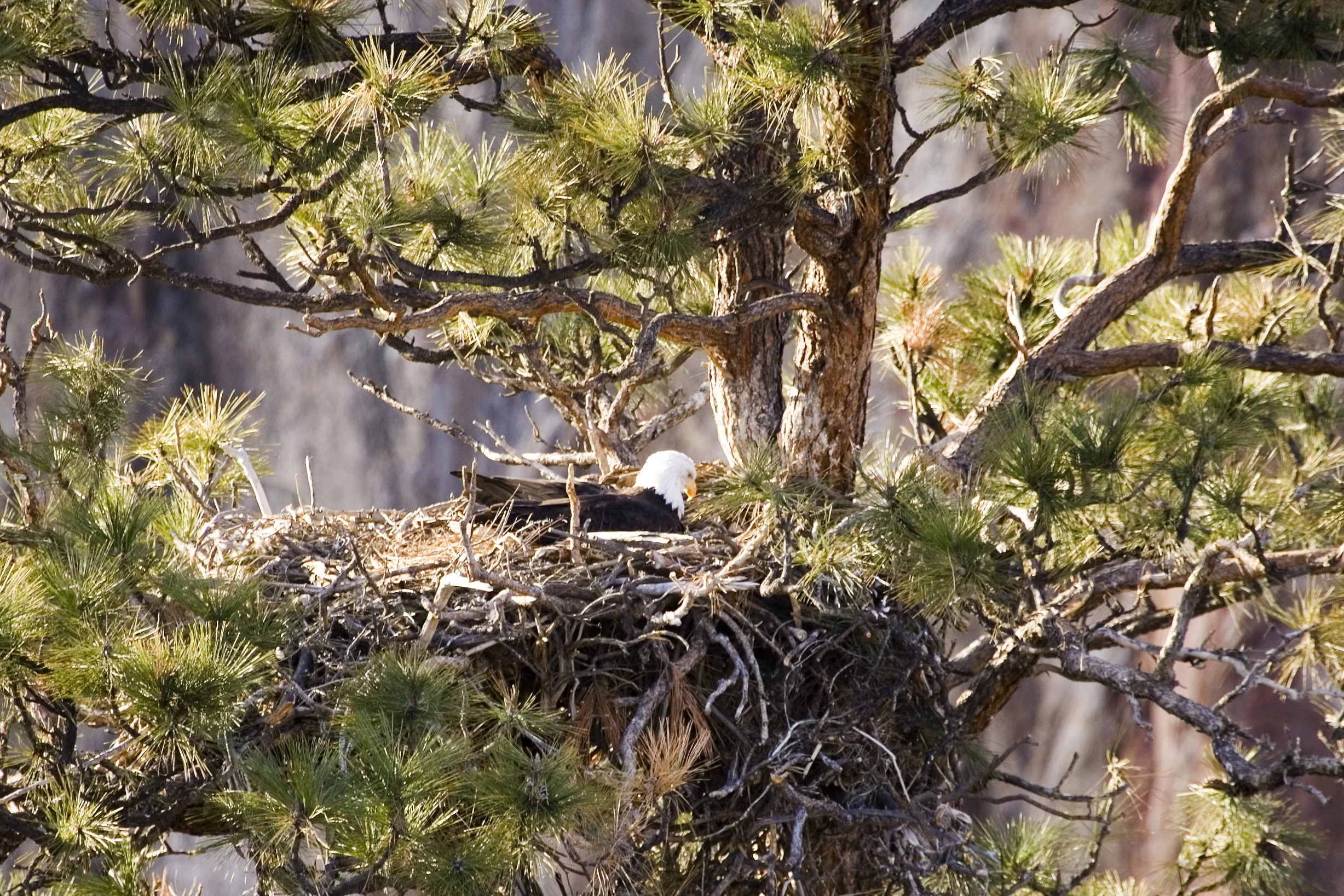Smith Rock bald eagle closure 2015