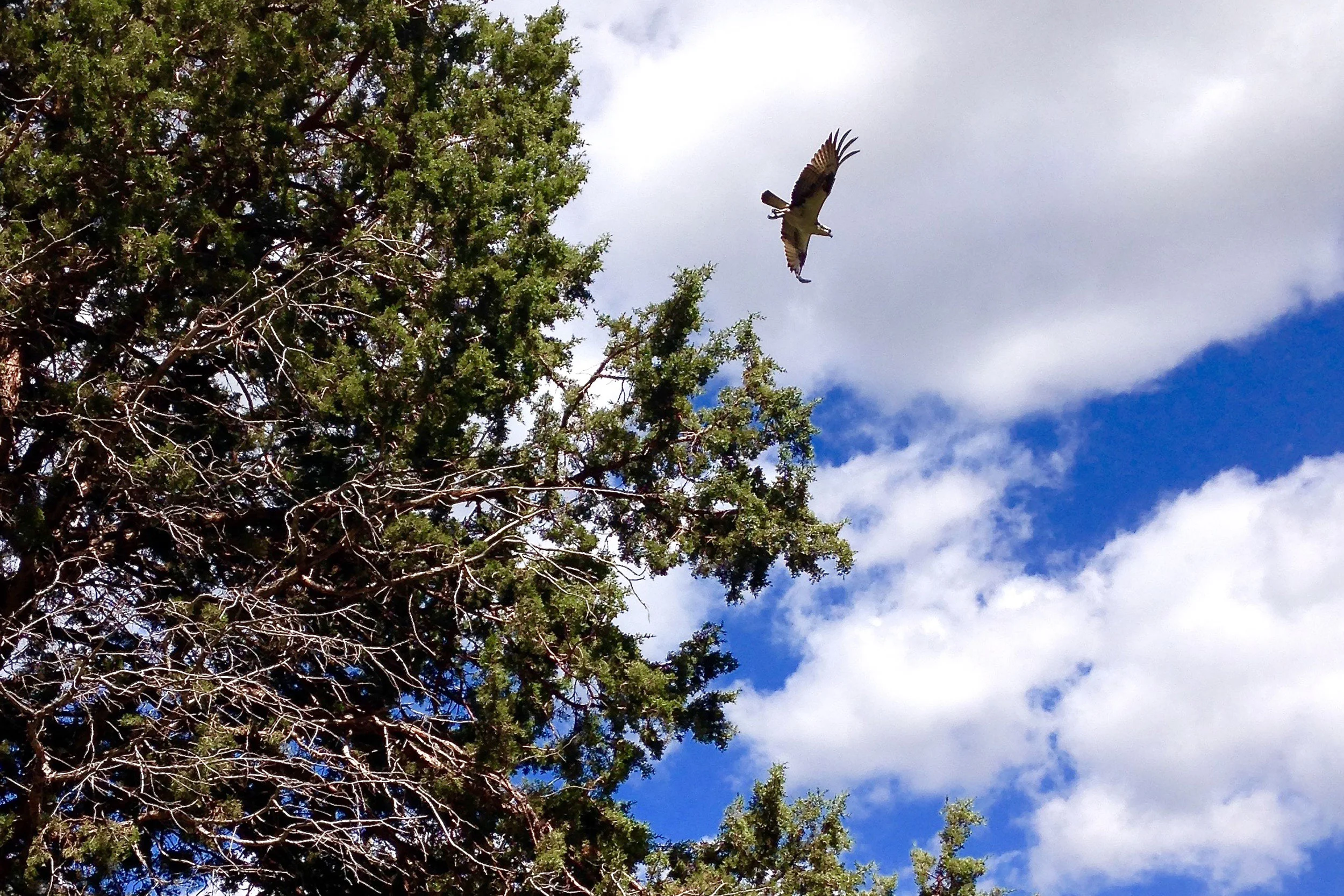 osprey