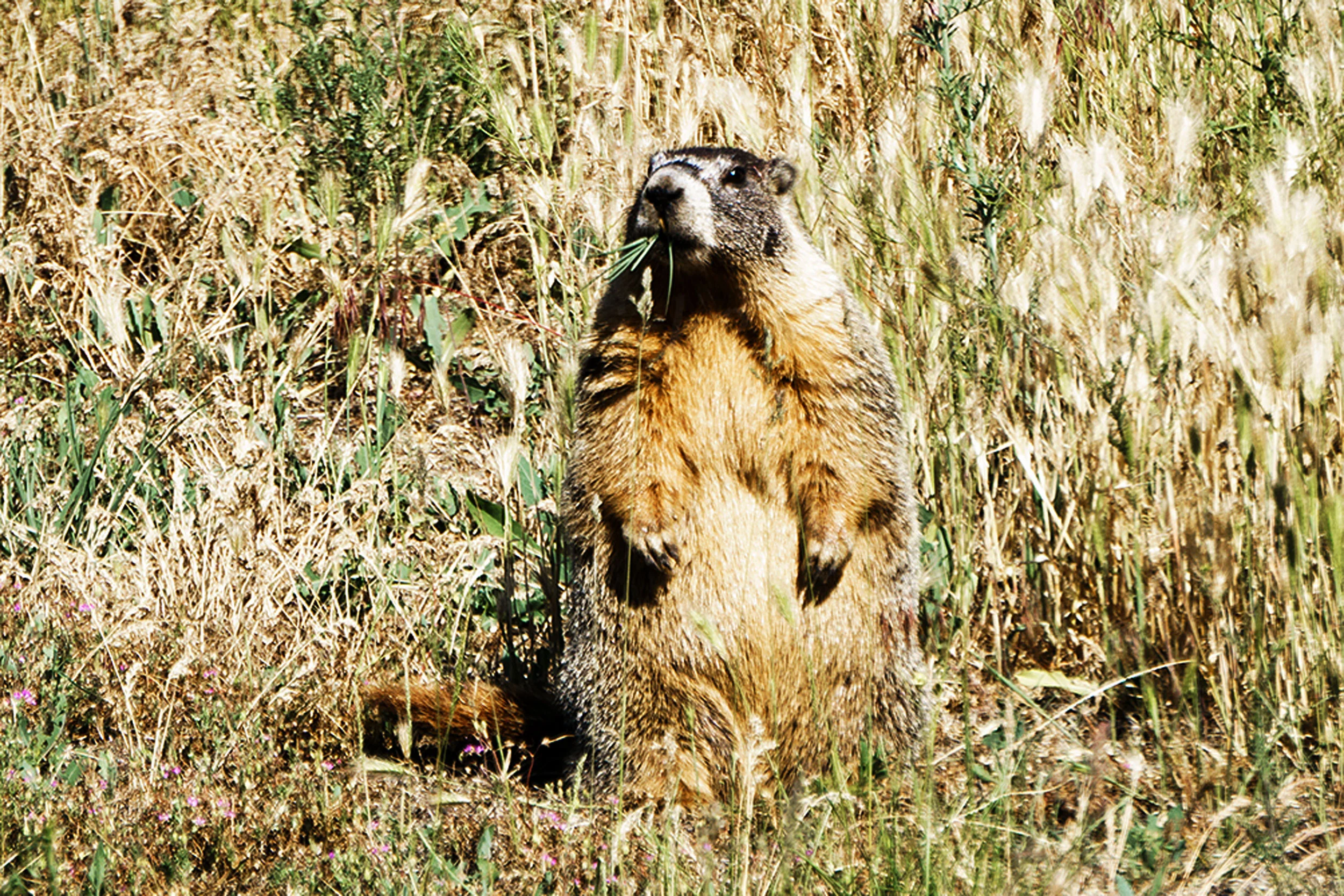 yellow-bellied marmot