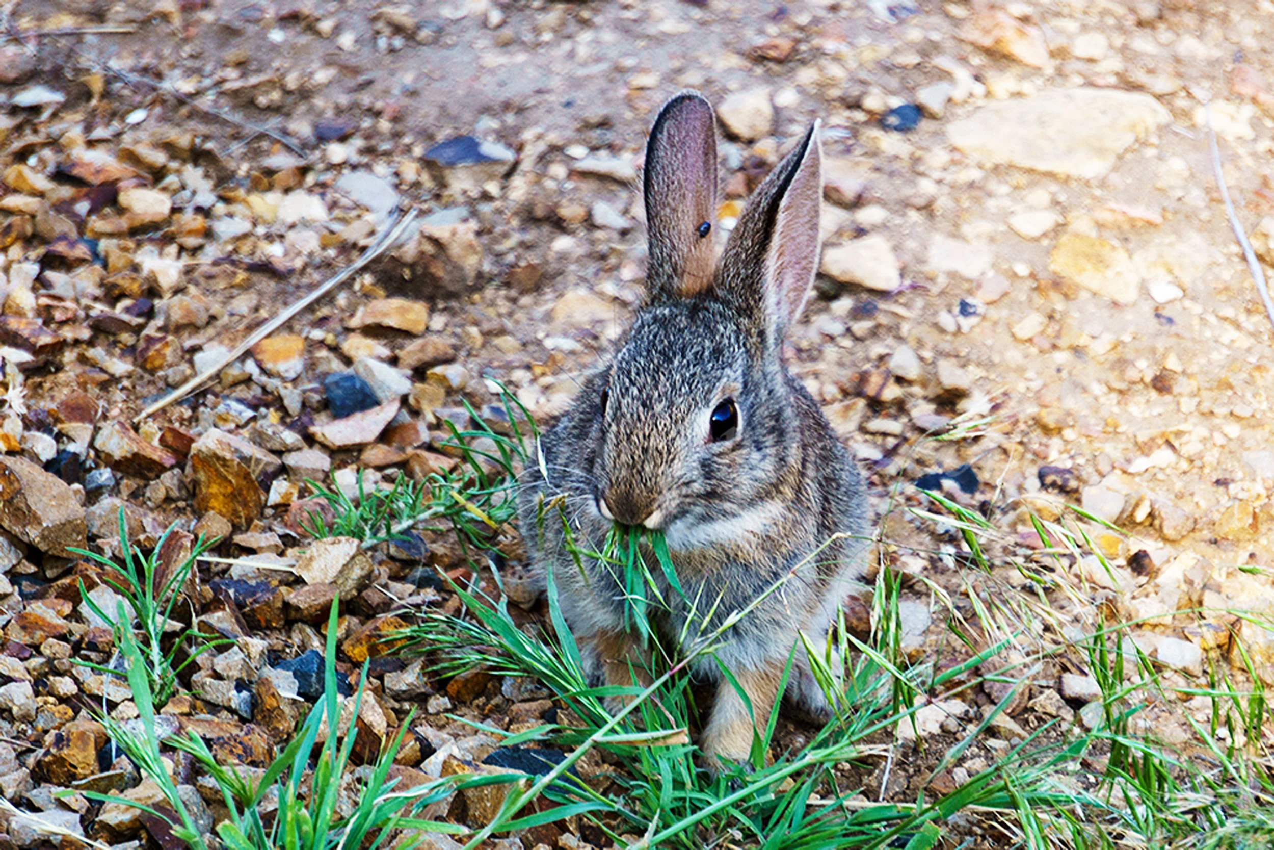 mountain cottontail