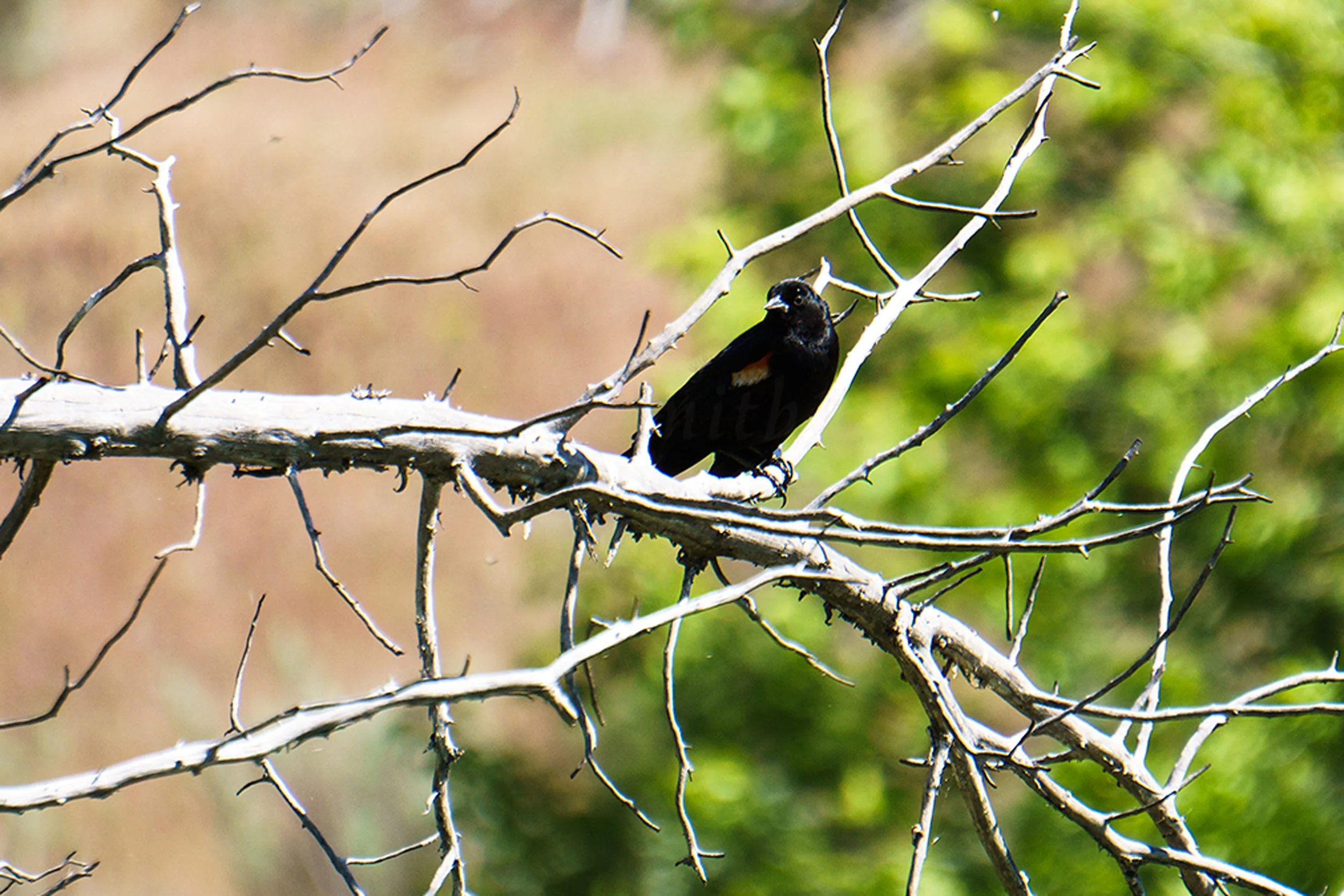 red-winged blackbird