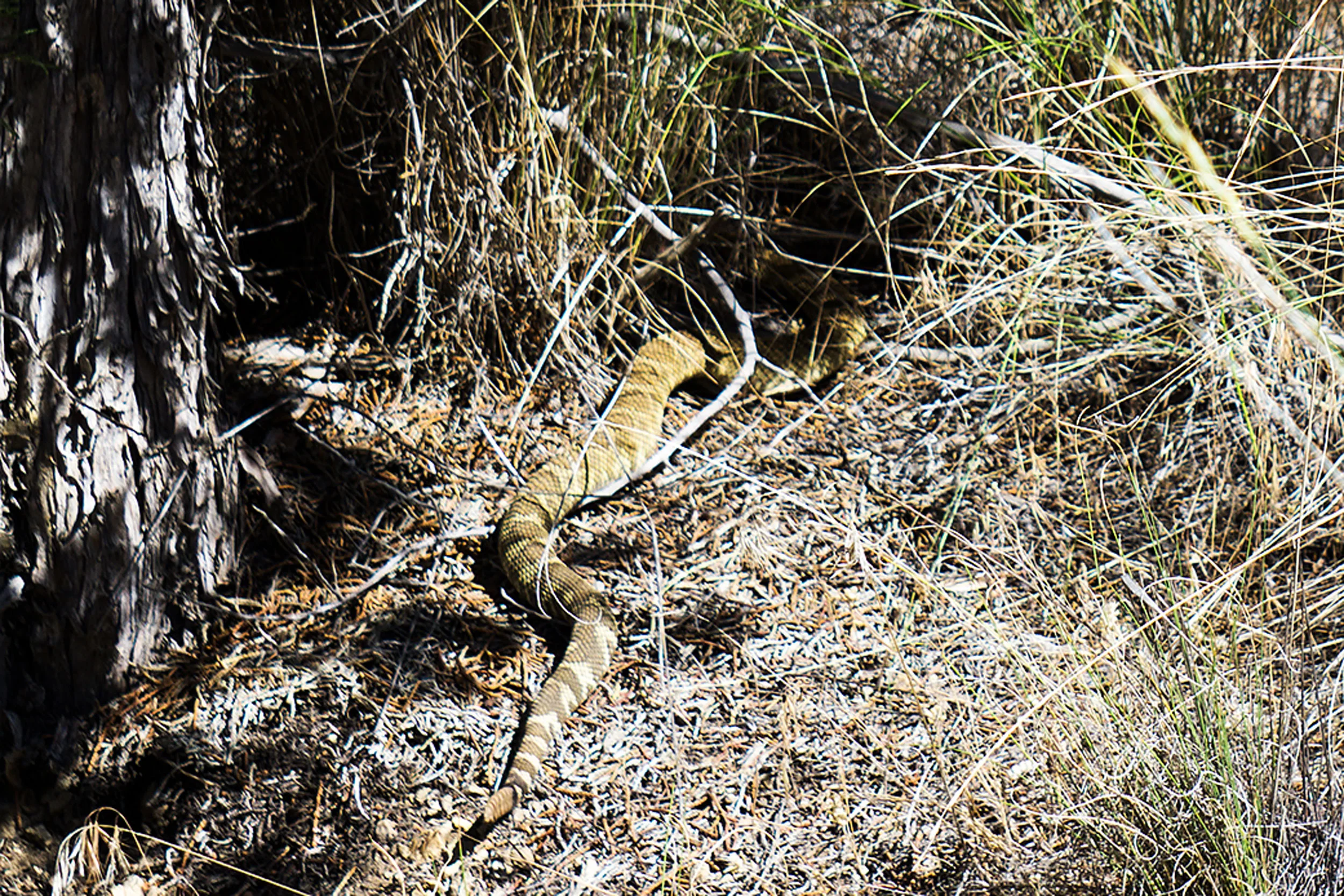 western rattlesnake