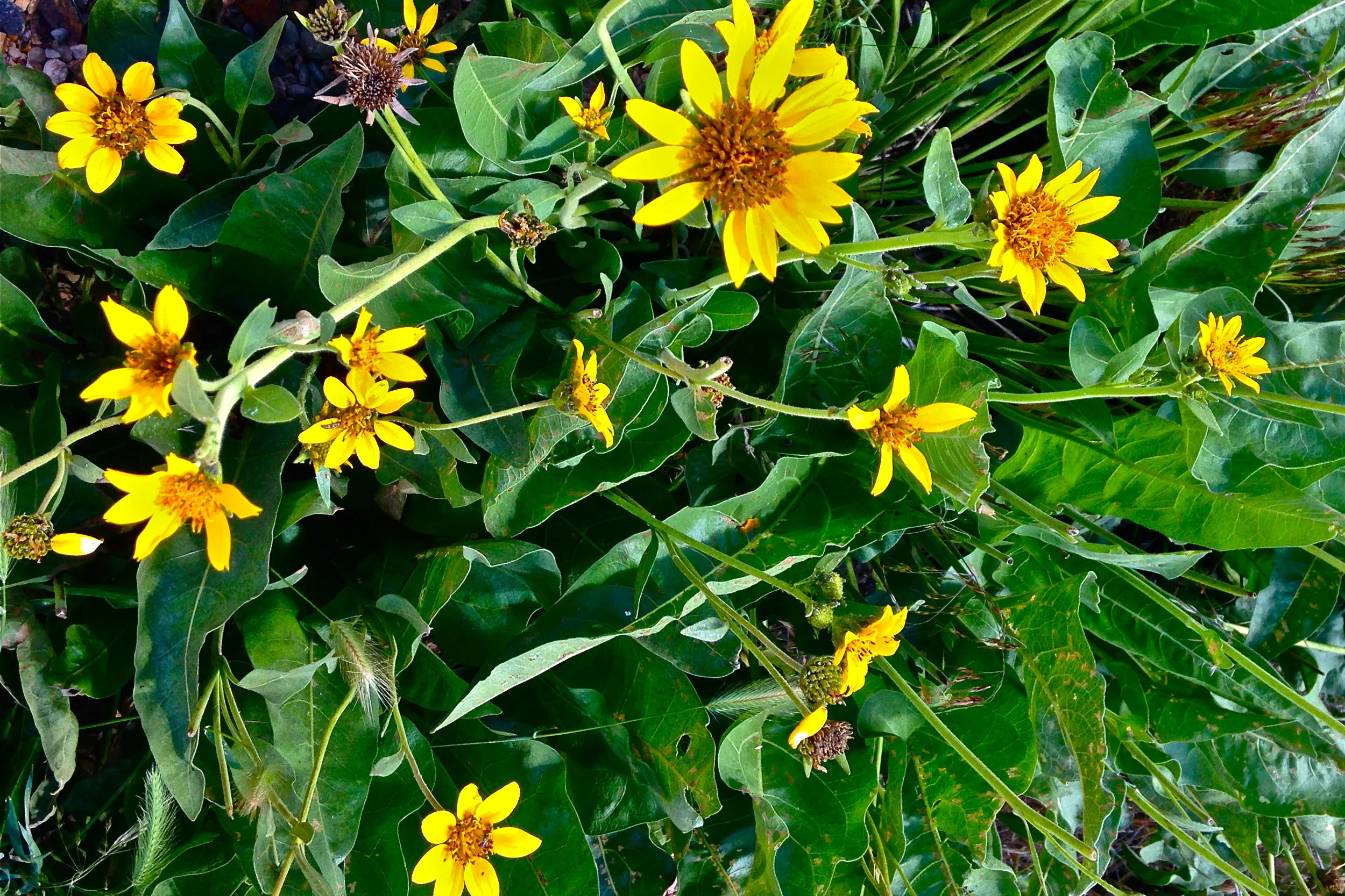  arrowleaf balsamroot 