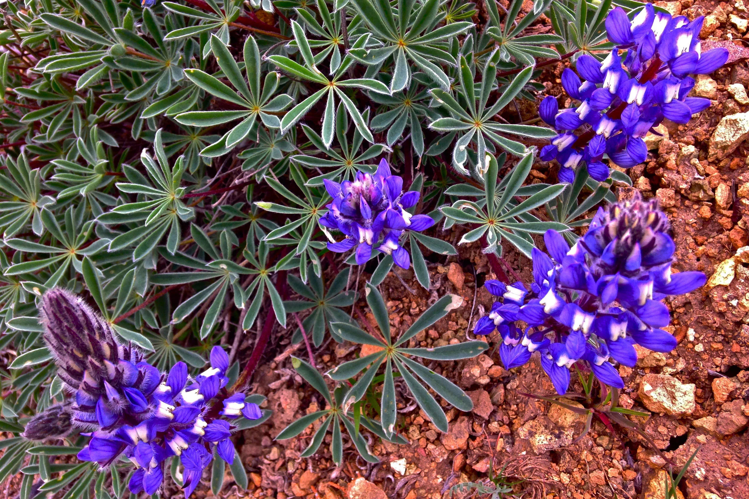  bi-color lupine 