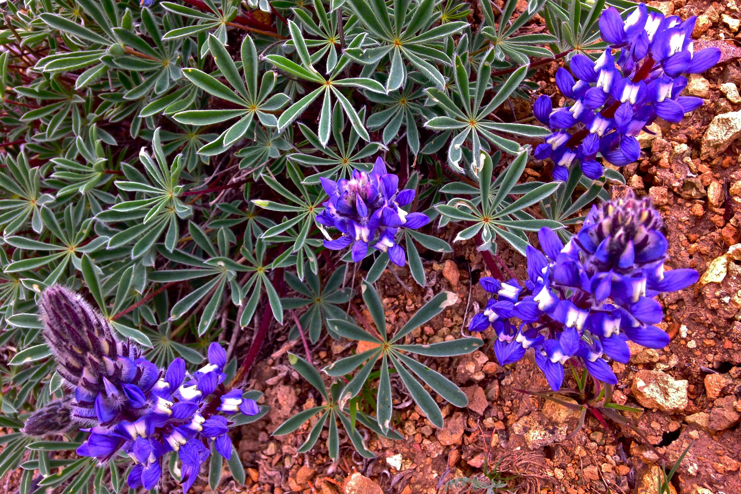 bi-color lupine