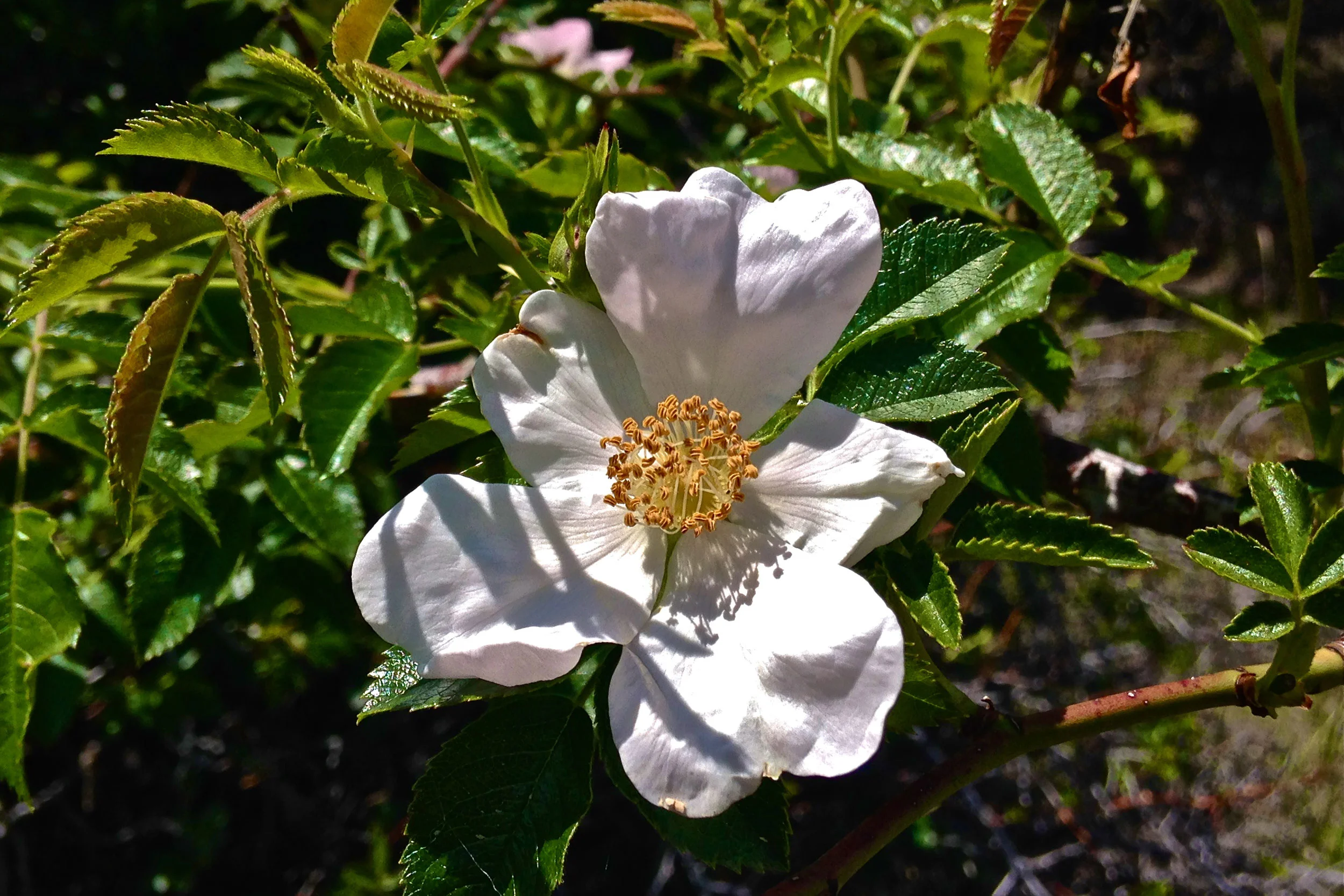  pale wild rose 