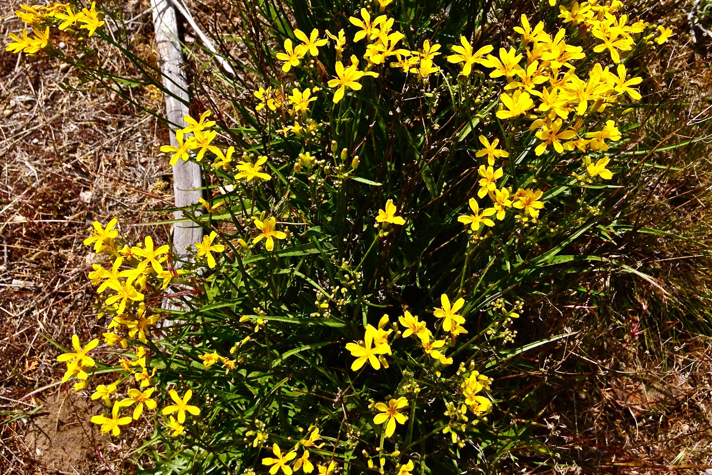  narrow-leaved goldenweed 