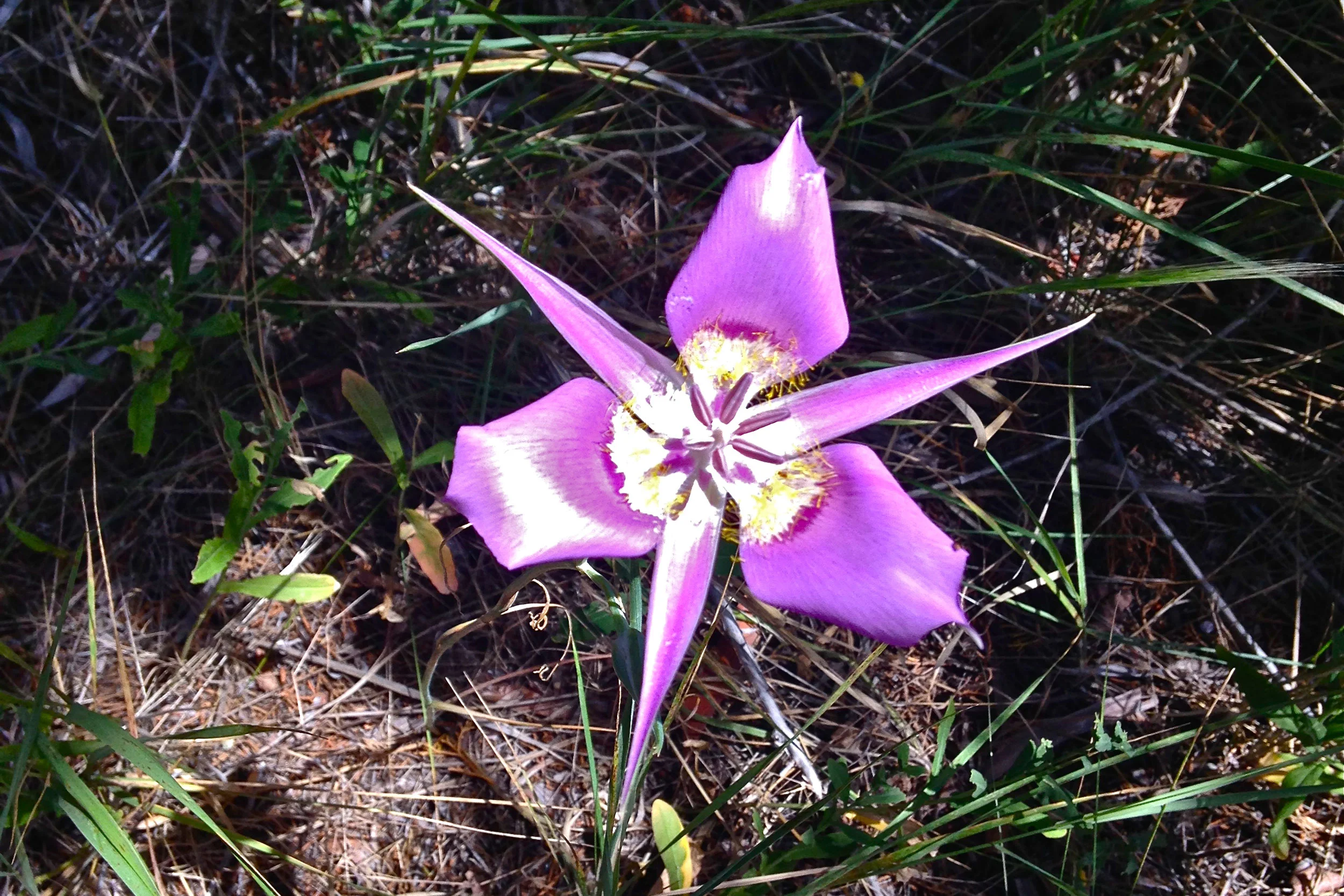  sagebrush mariposa lily 