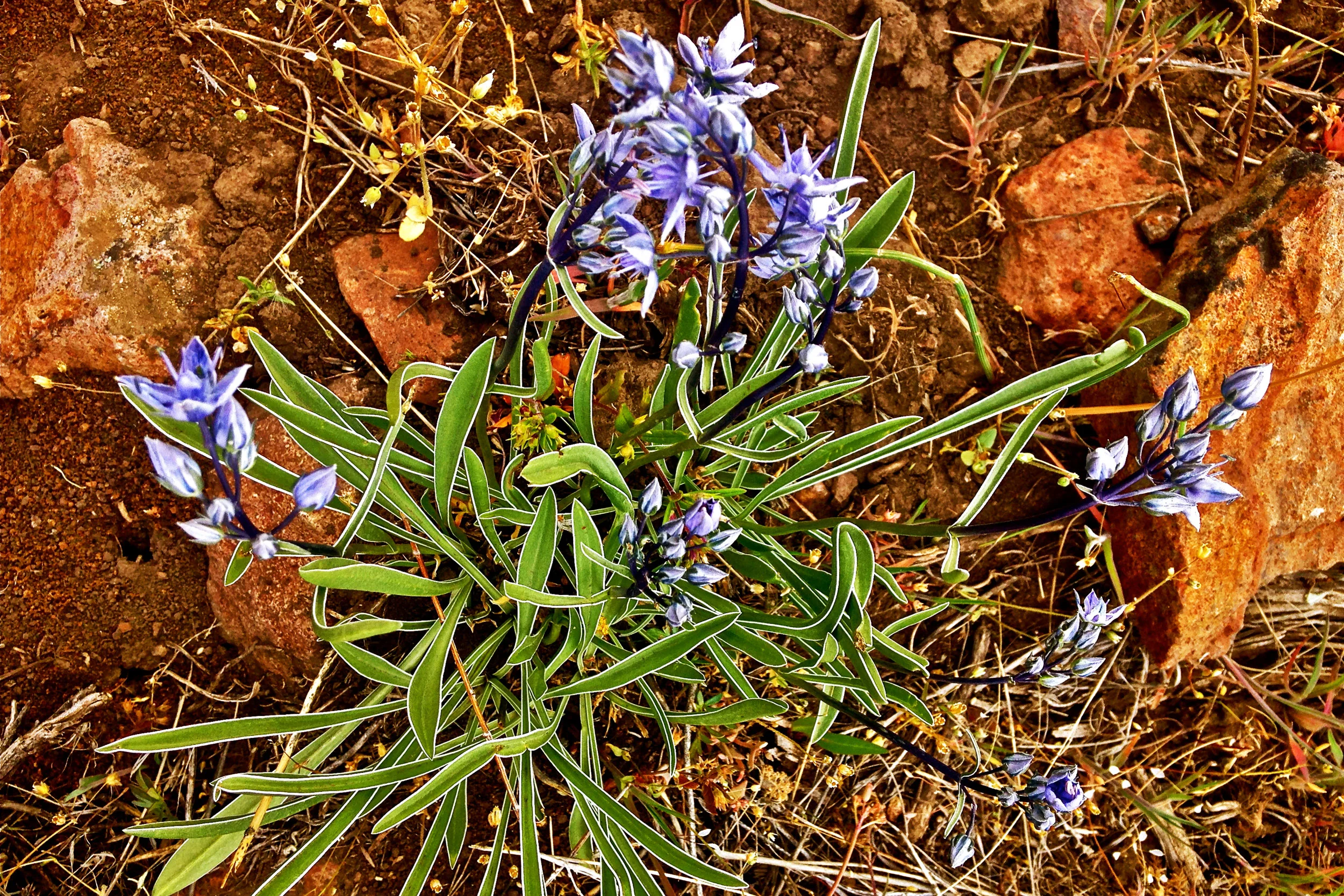  white stemmed fraseria 