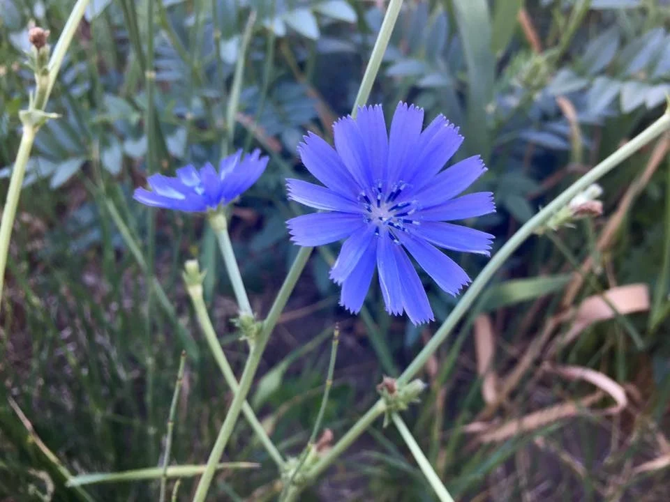 chicory 