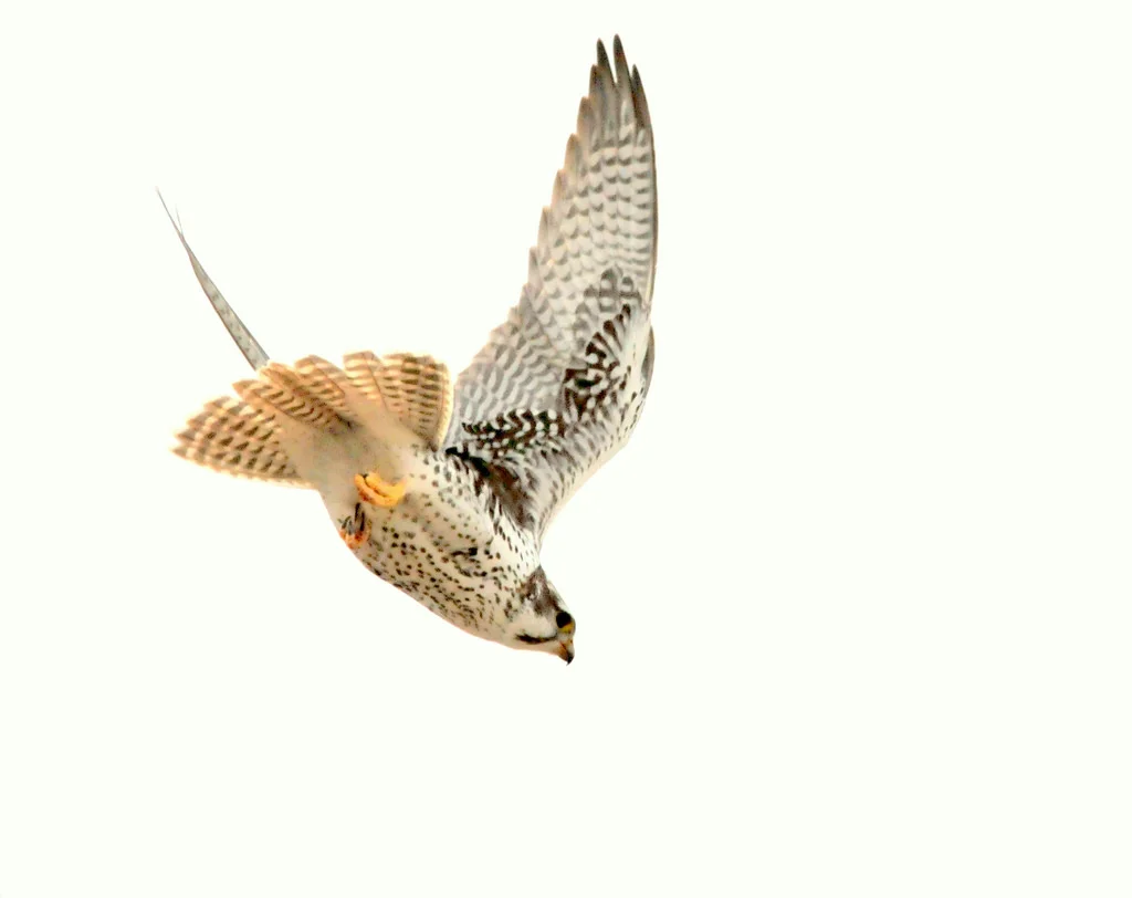 prairie falcon diving.jpg