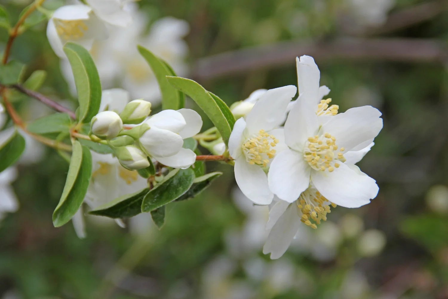  mock orange 
