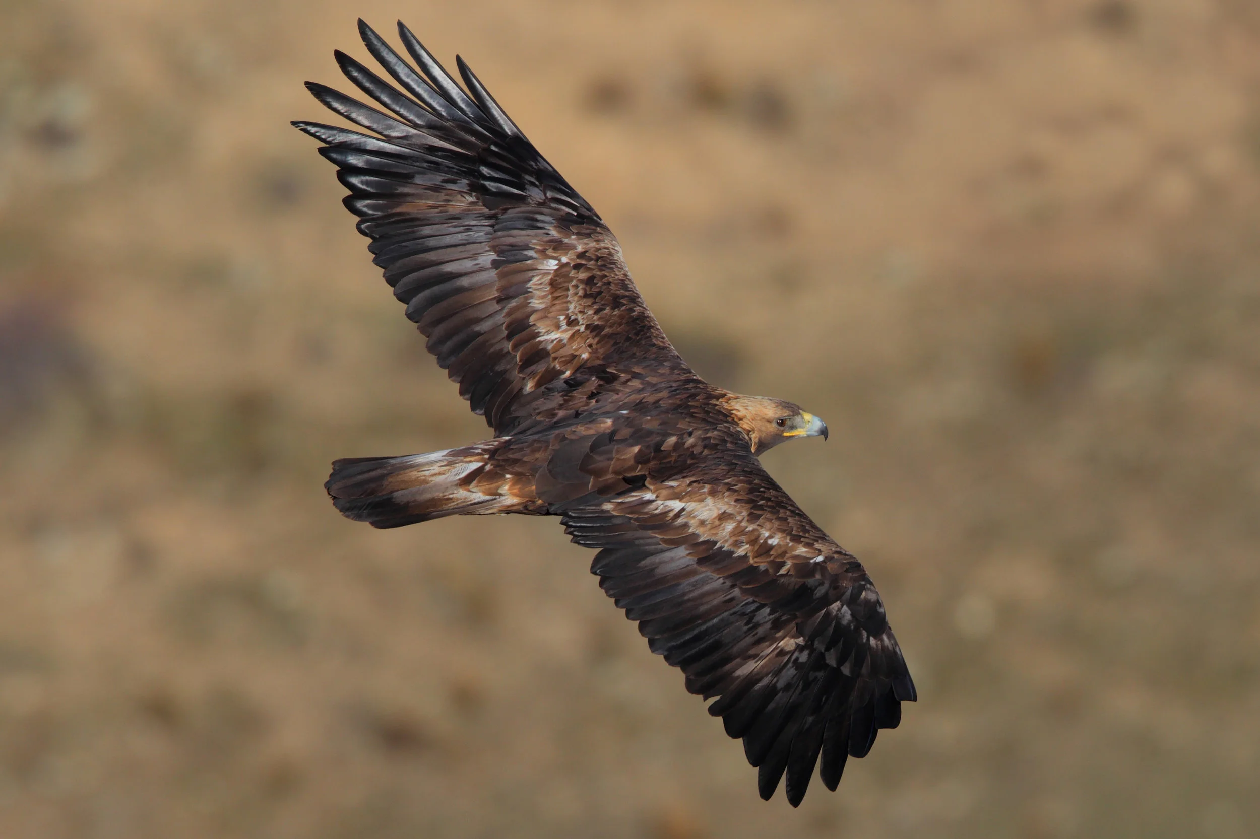 Golden eagle in flight.