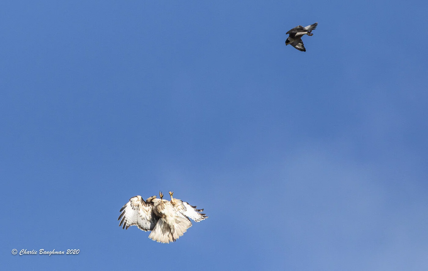 A Peregrine Falcon comes in to make one of 4 diving passes at a Red-tailed Hawk at Smith Rock State Park.