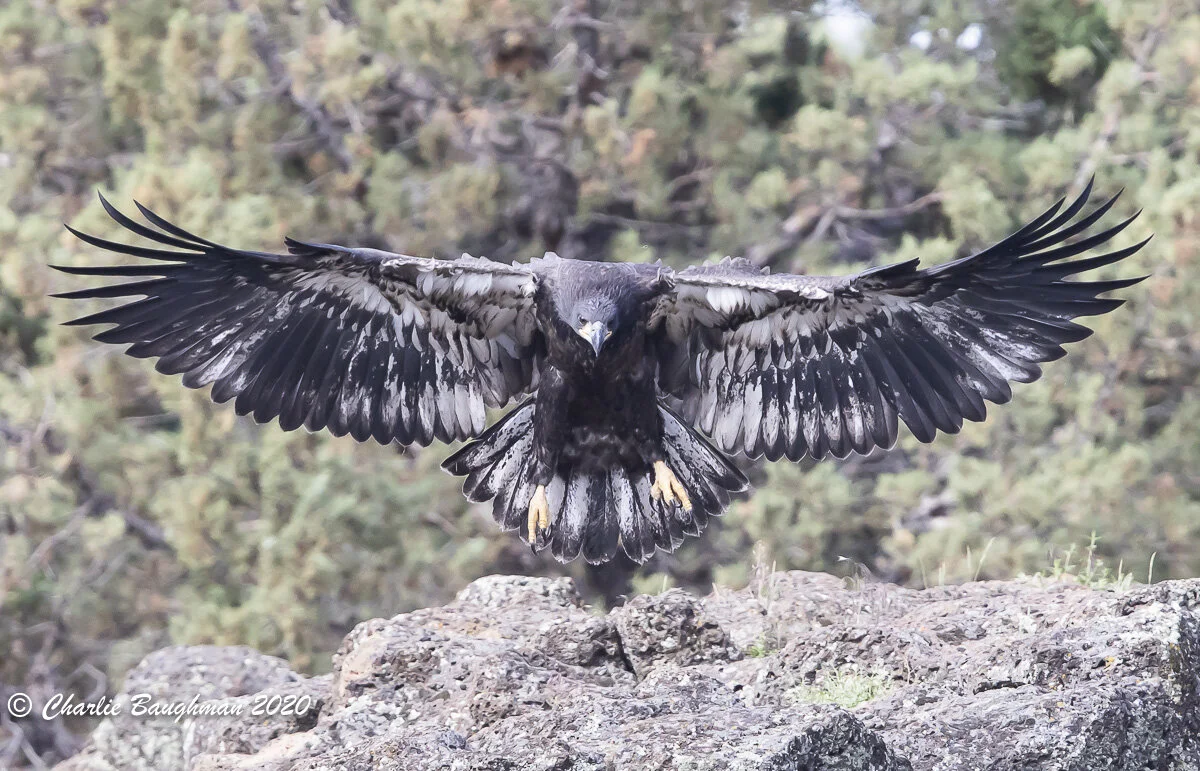 One of the 2020 Bald Eagle juveniles comes in for a landing on a boulder at Smith Rock State Park.