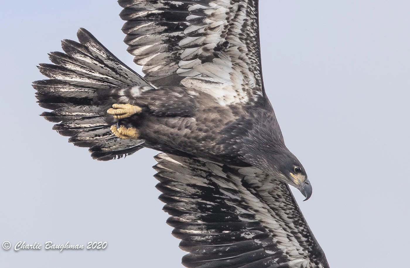 One of the 2020 Bald Eagle juveniles tests his flight skills at Smith Rock State Park.