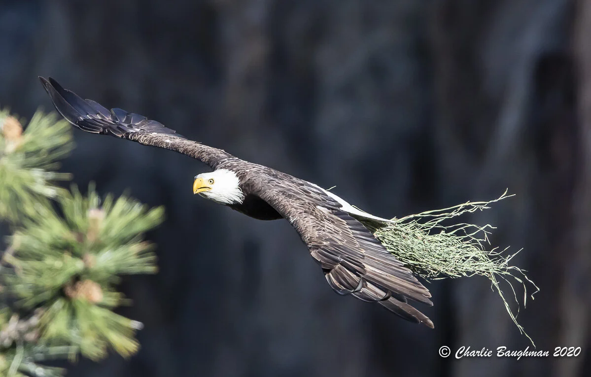 One of the Bald Eagle parents with grass for the nest during the 2020 nesting season at Smith Rock State Park.