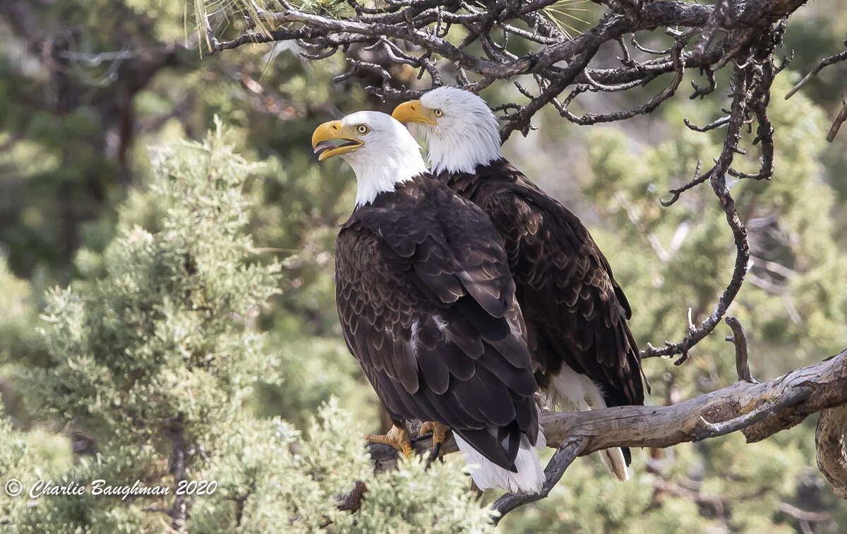 The proud Bald Eagle parents of their two fledged juveniles after a successful 2020 nesting season at Smith Rock State Park.