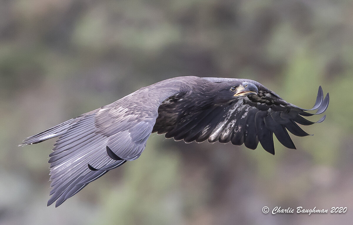 One of the 2020 Bald Eagle juveniles comes in for a landing on the nest at Smith Rock State Park.