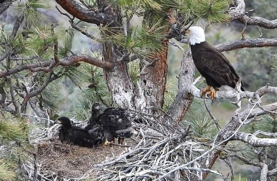 &ldquo;Sorry, Dad. No room in the nest.&rdquo; This is what the Bald Trio Eaglets look like at 6 weeks. Still waiting on Uber Eats courtesy of Mom and Dad, but come June they&rsquo;ll be testing those wings to fend for themselves. Thanks Steve Peeler