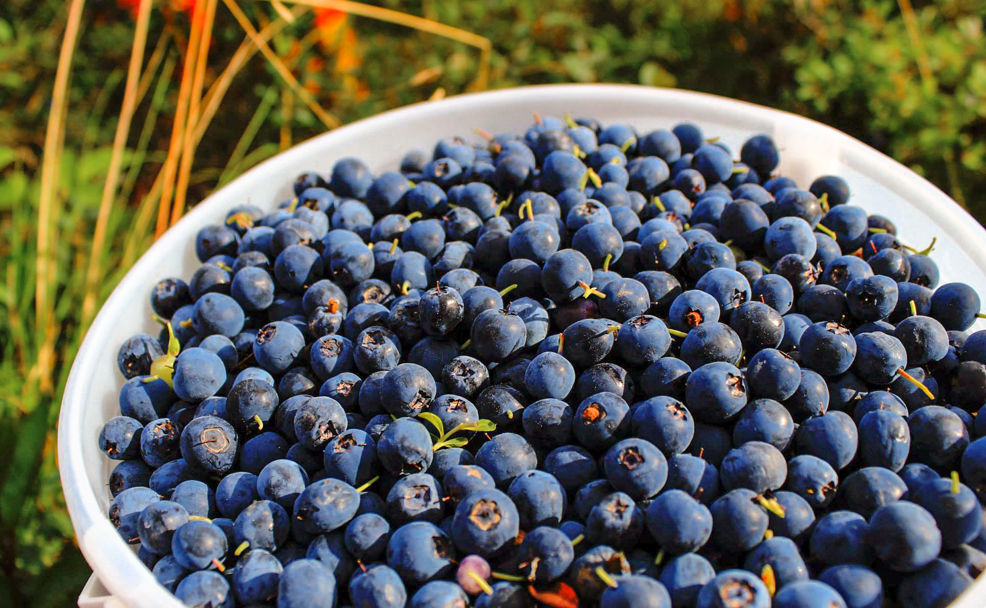 Homestead Guest Cabins bucket of blueberries