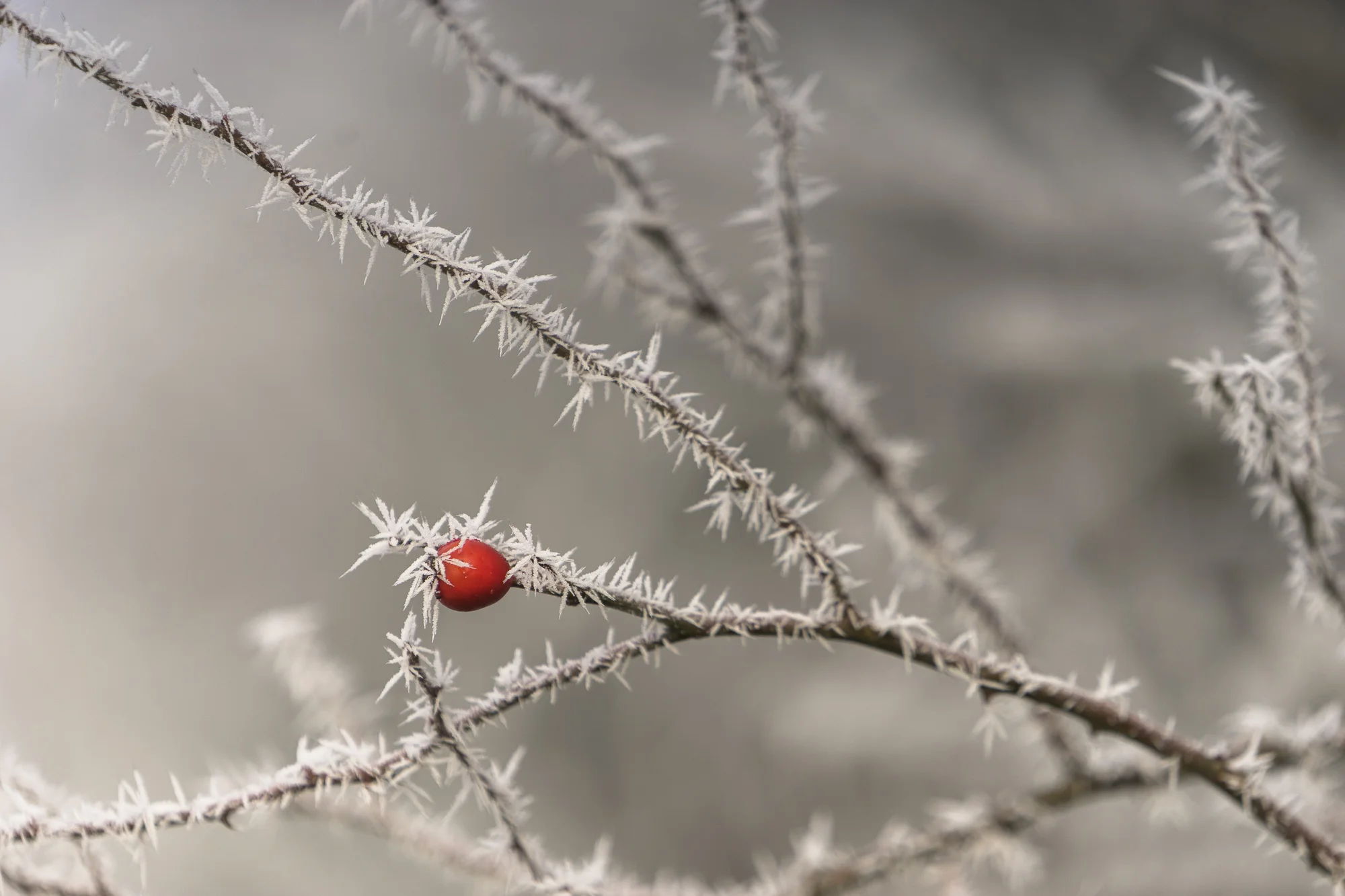 hagebutte-eiskristalle.jpg