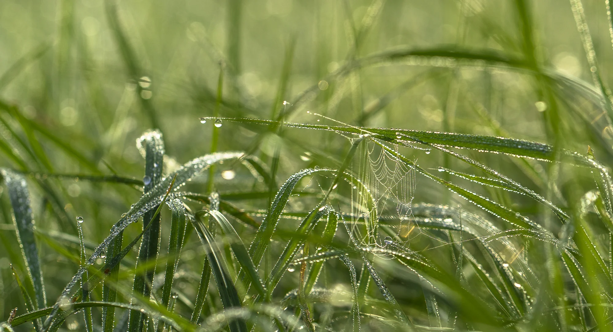grass-wassertropfen.jpg