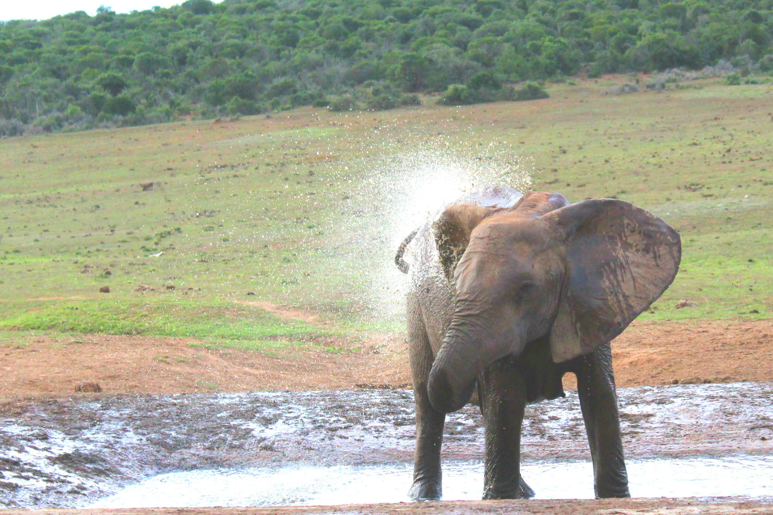 Addo Elephant Park - Port Elizabeth, South Africa