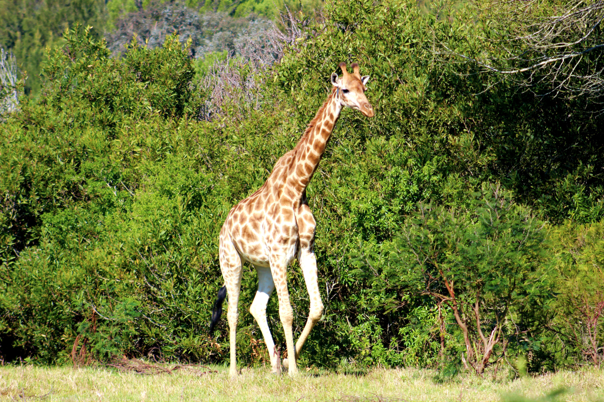 Kragga Kamma Game Reserve - Port Elizabeth, South Africa