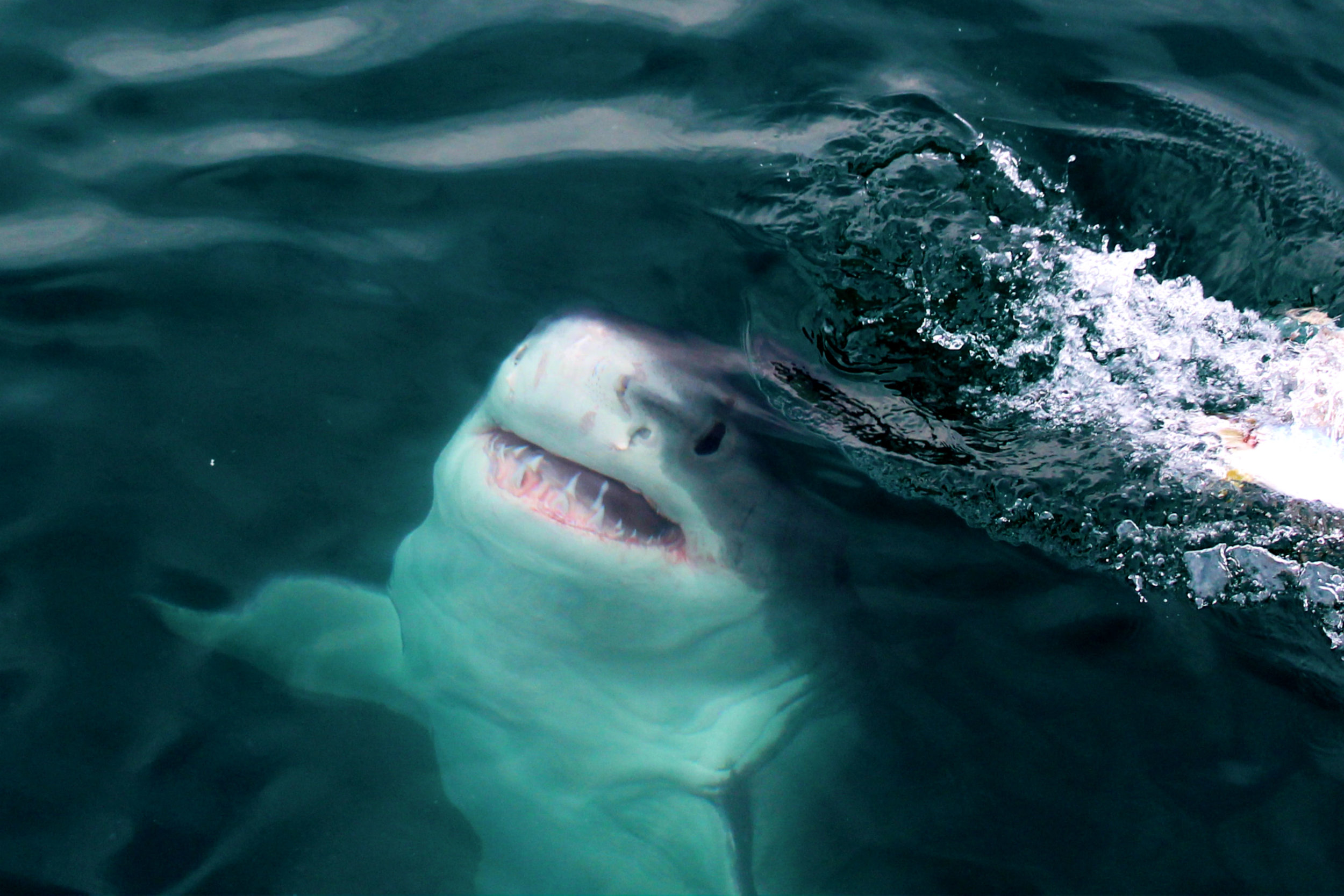 Great White Shark Cage Diving in Gansbaai