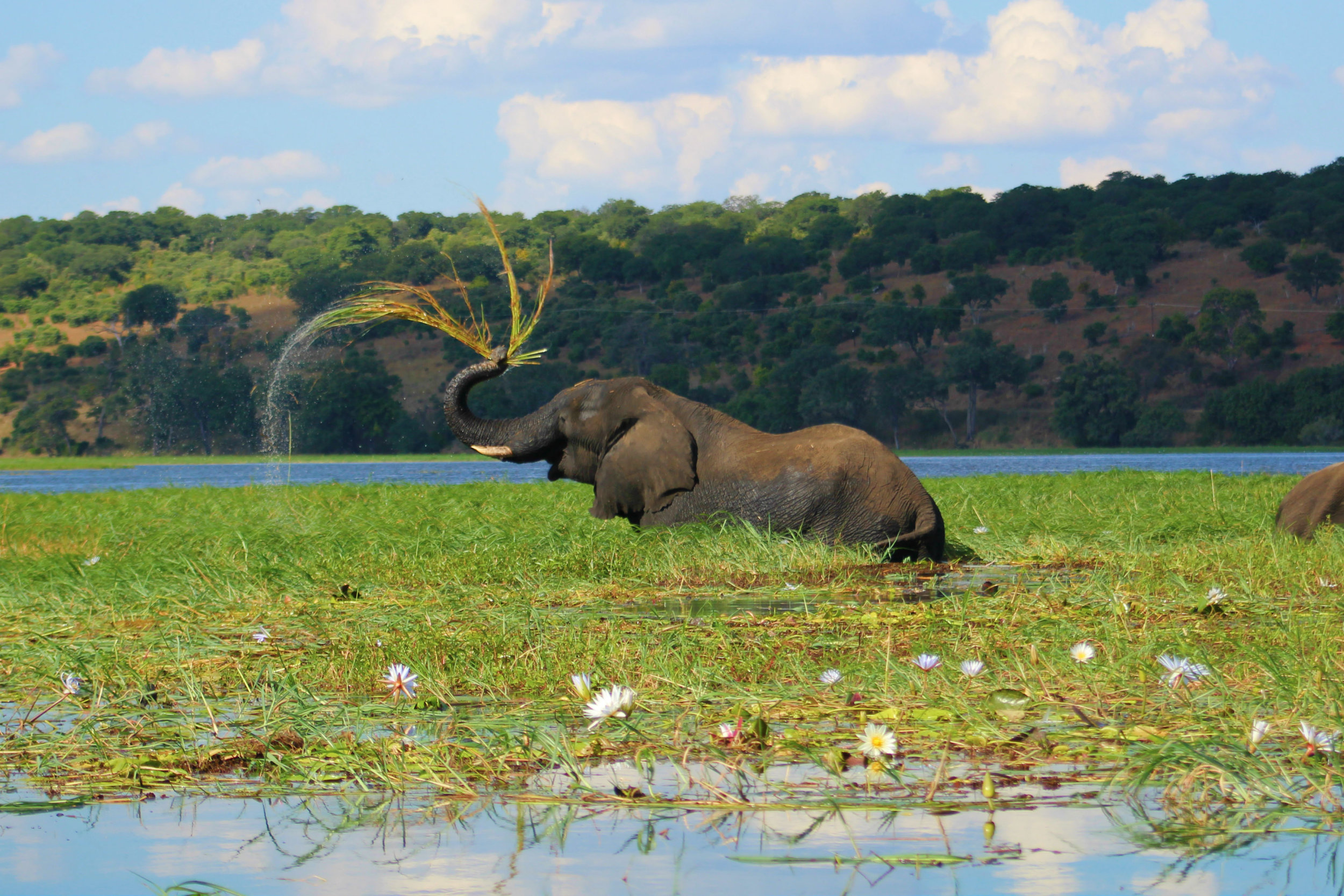 Chobe National Park - Botswana