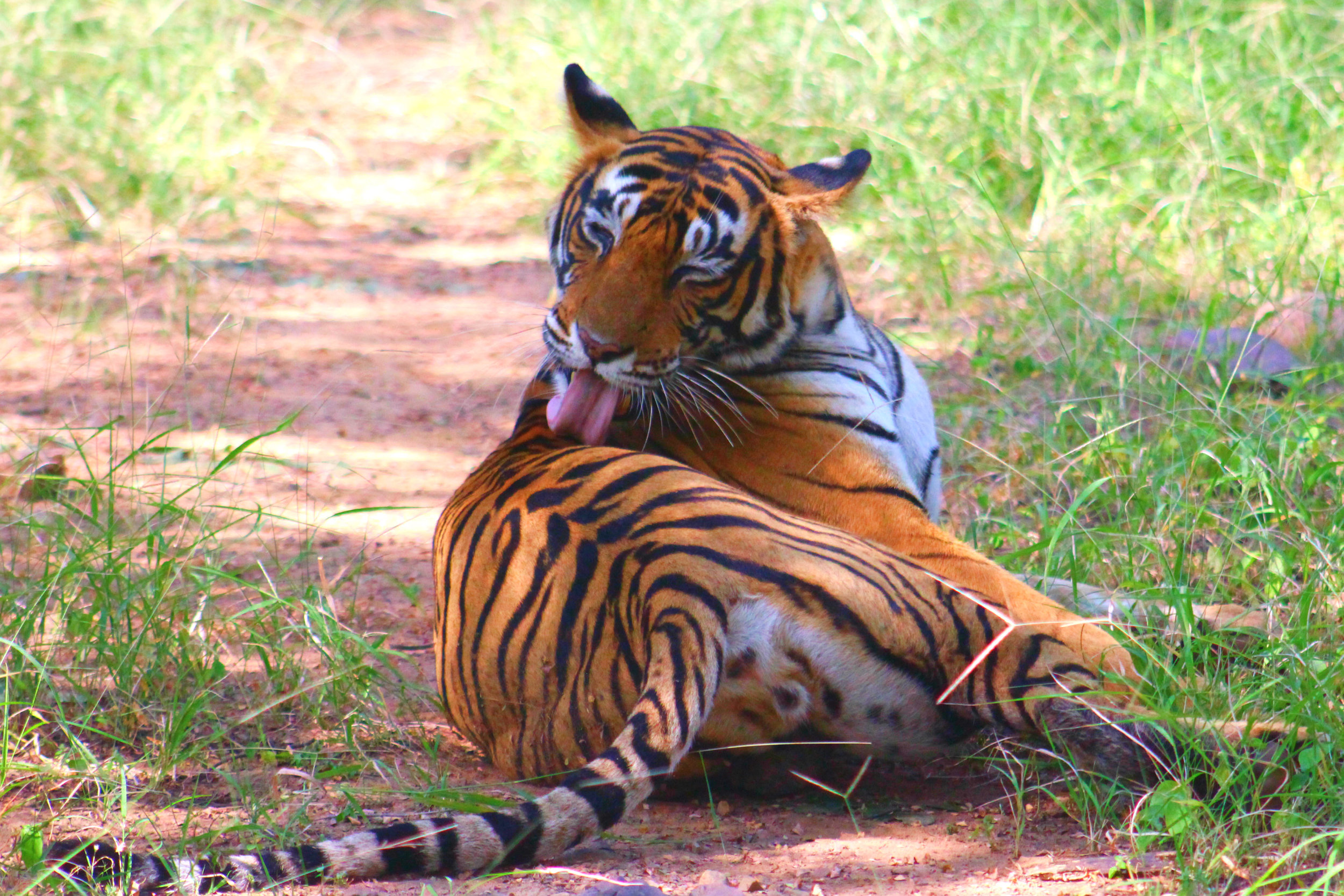 Tiger Safari in Ranthambore, India