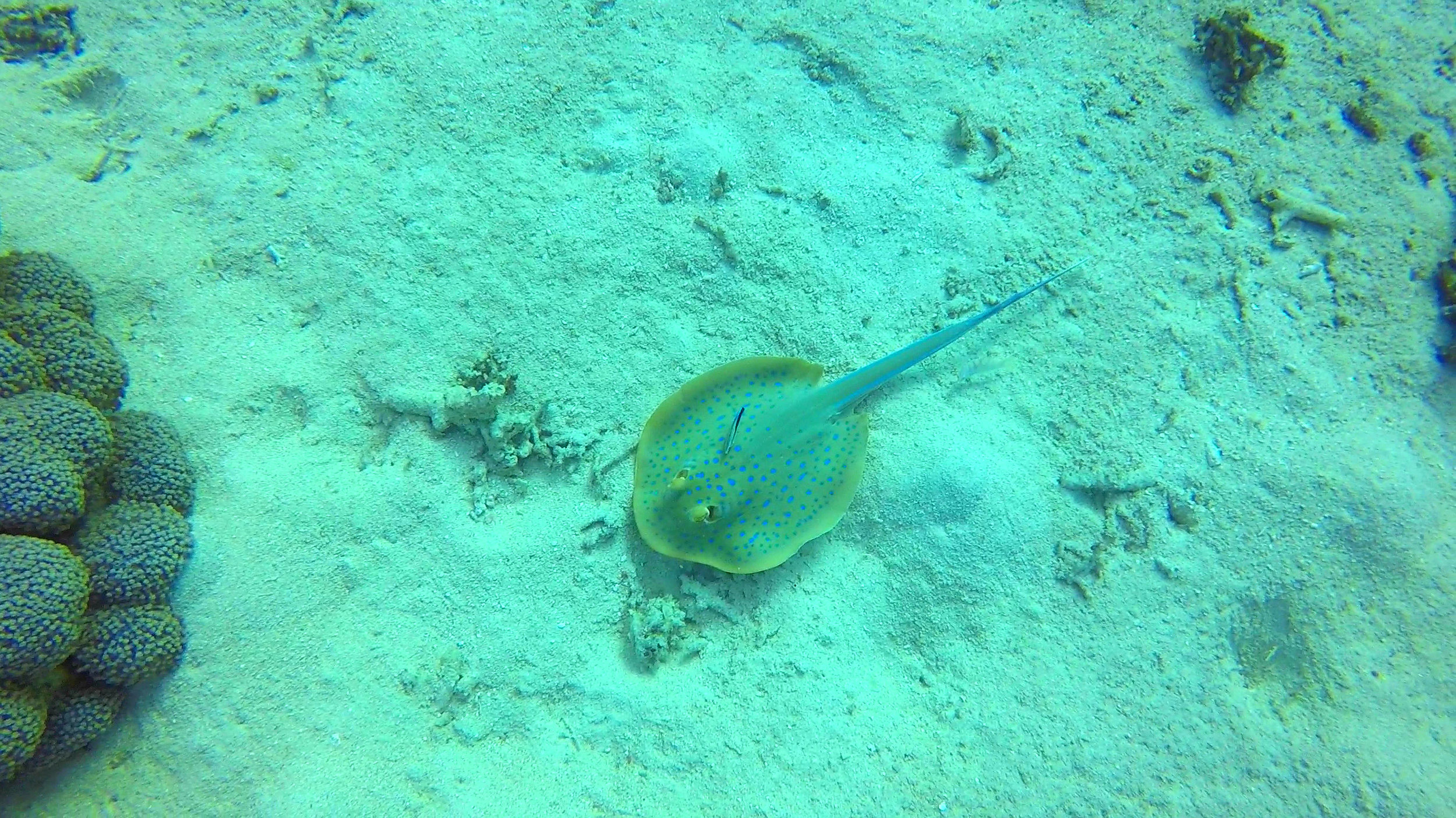 GBR Ray.jpg