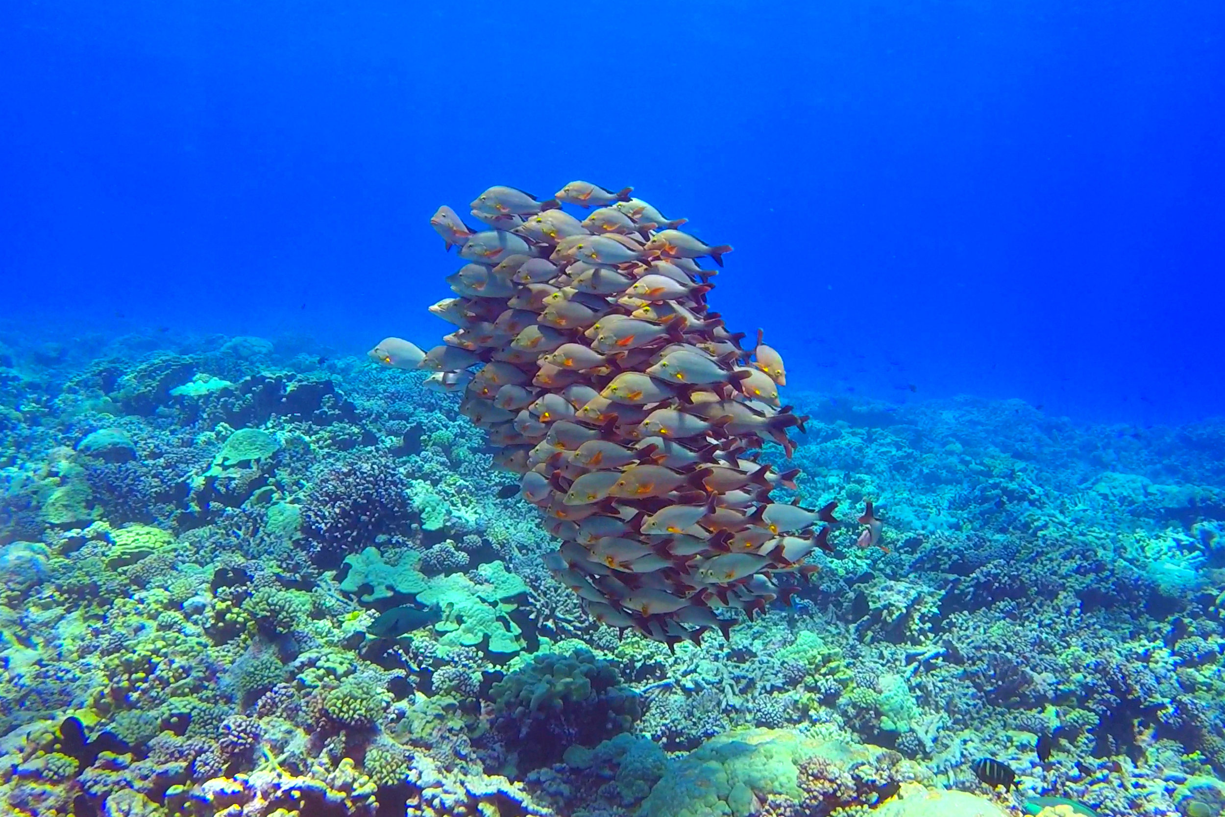 Fakarava, French Polynesia