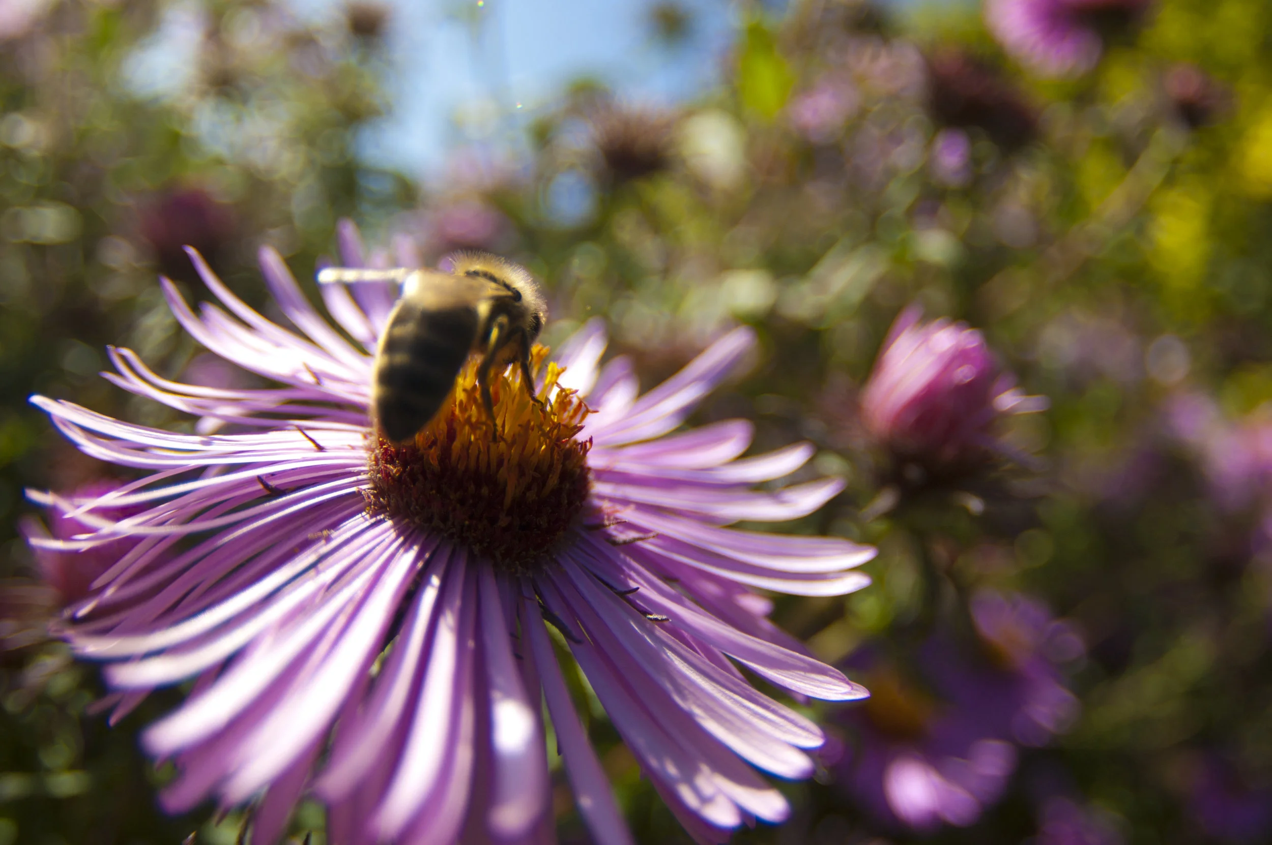 flower bee.jpg