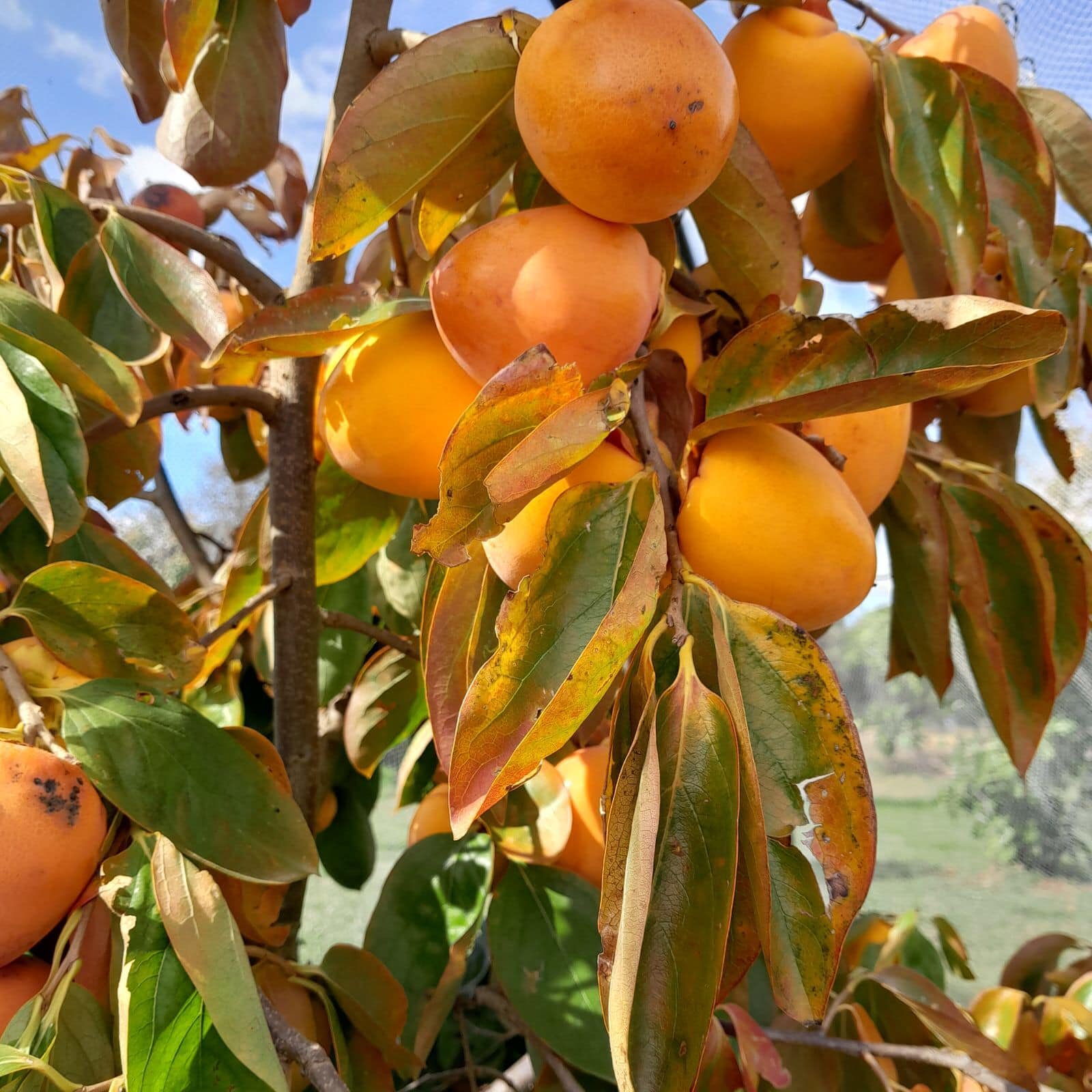 Garden, Land care &amp; Sojourners Gathering