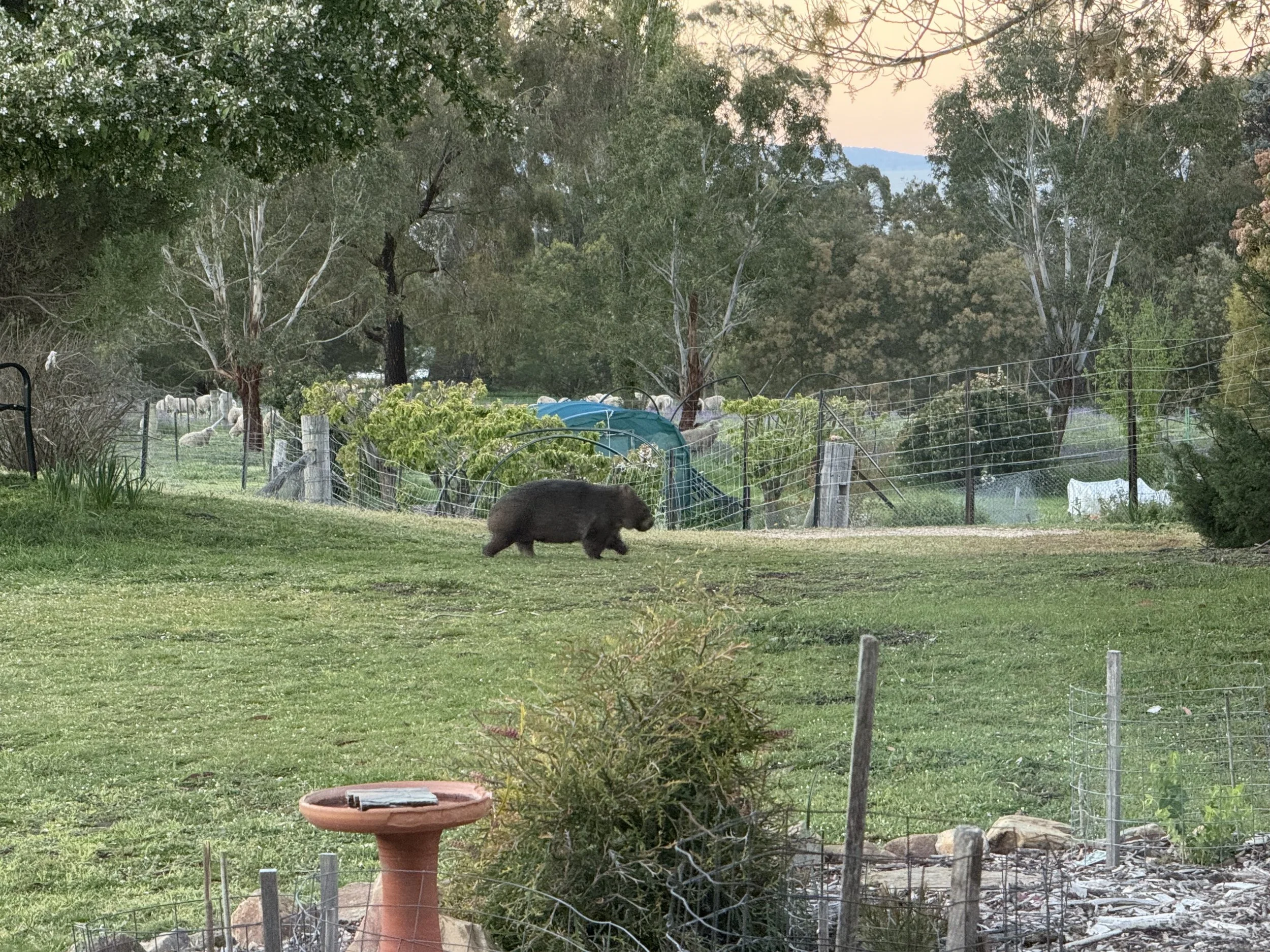 A hairy brown wombat running across the grass in front of Silver Wattle's orchard and garden