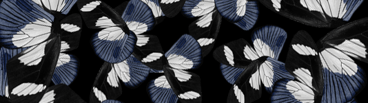 SOL X NW Collaboration: Morphogenesis.
