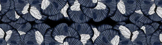 SOL X NW Collaboration: Morphogenesis.
